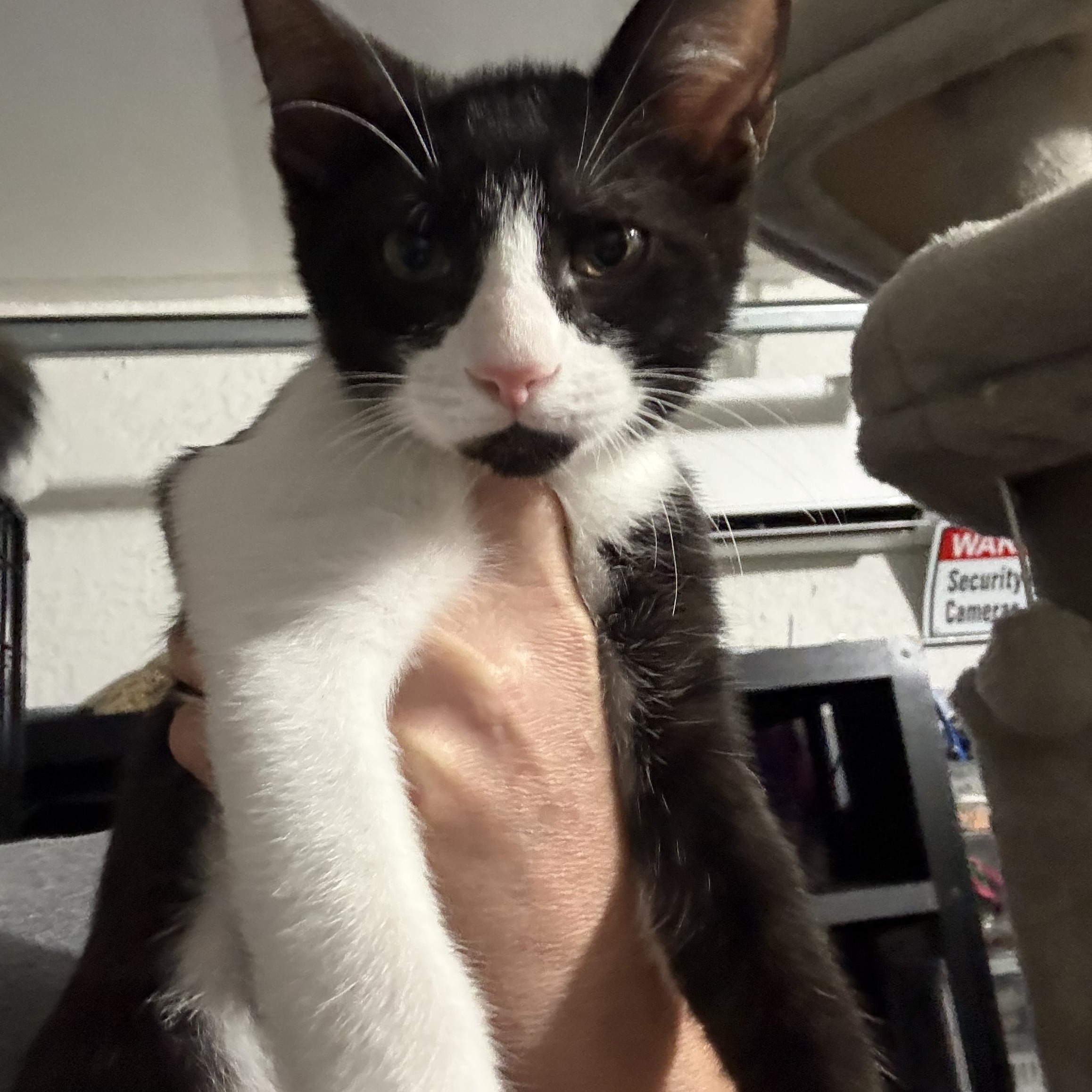 Sid, ADOPTABLE, Kitten Male Domestic Short Hair.