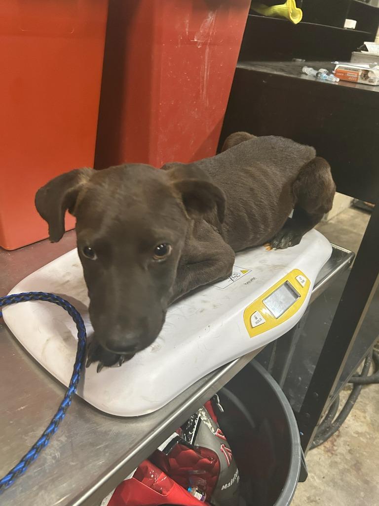 Peanut, Adoptable, Young Male Labrador Retriever & Mixed Breed.