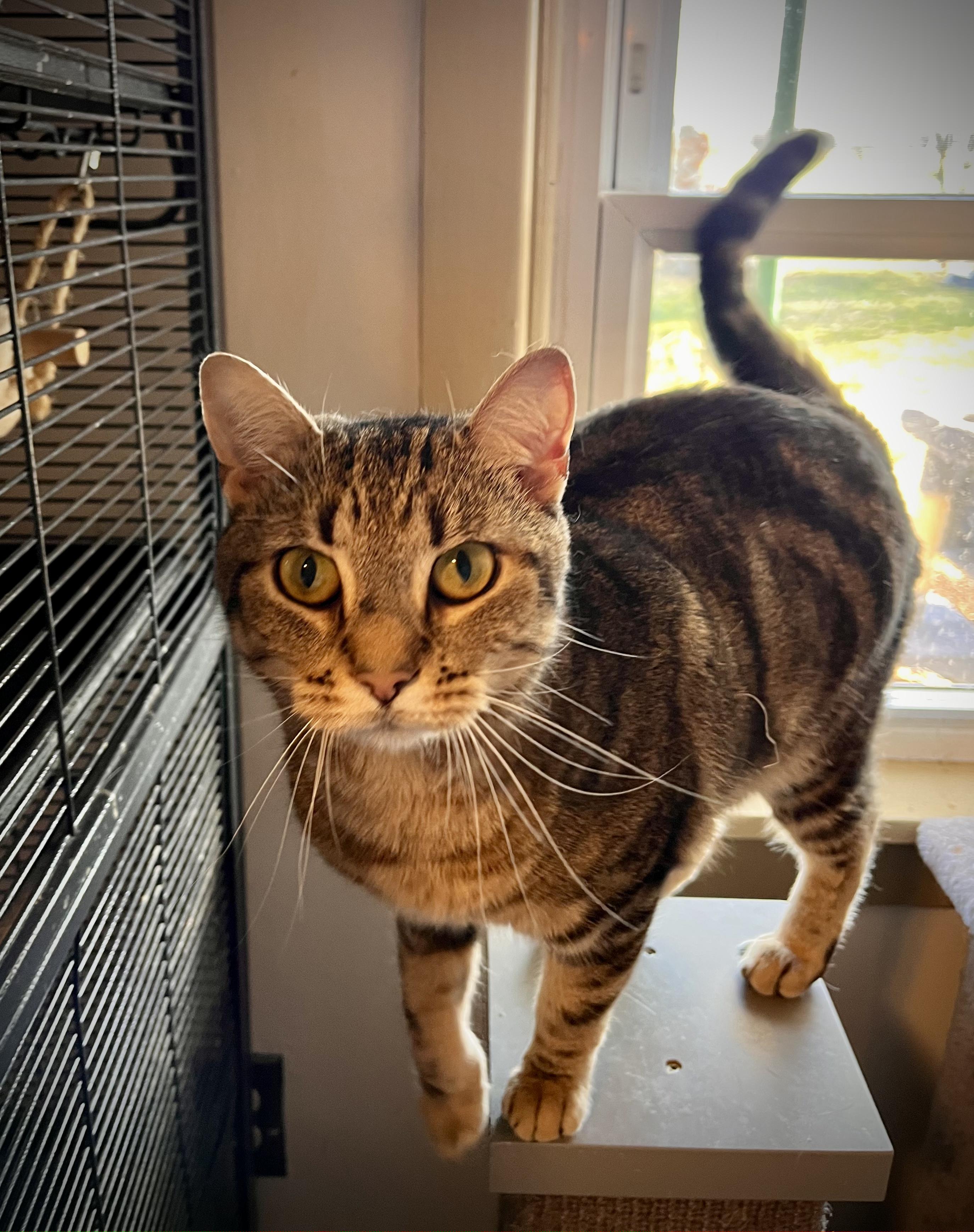 Enlarge Junior, a Adoptable mixed breed in Hershey, PA image 1/6