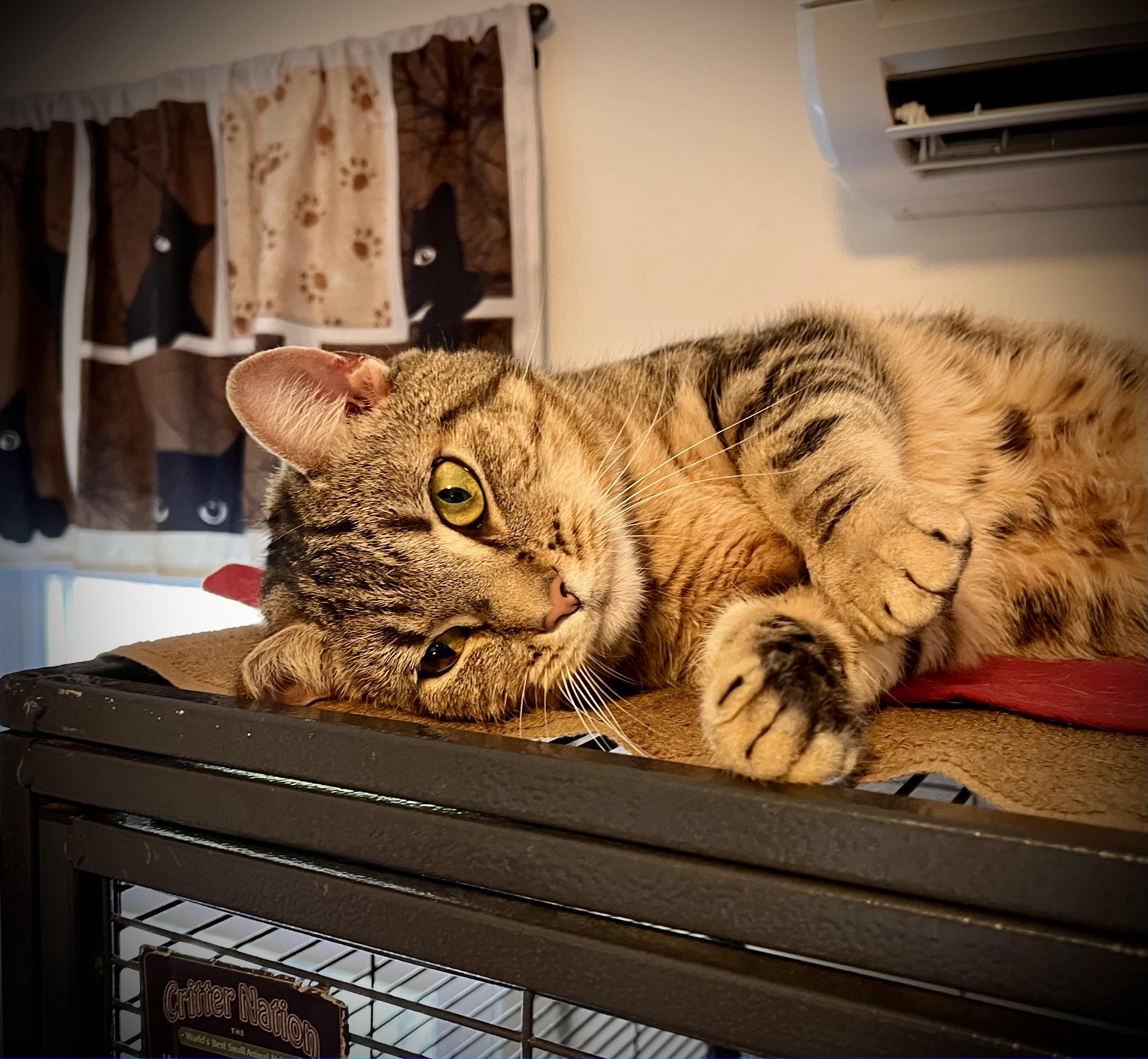 Junior, a Adoptable mixed breed in Hershey, PA image 3/6