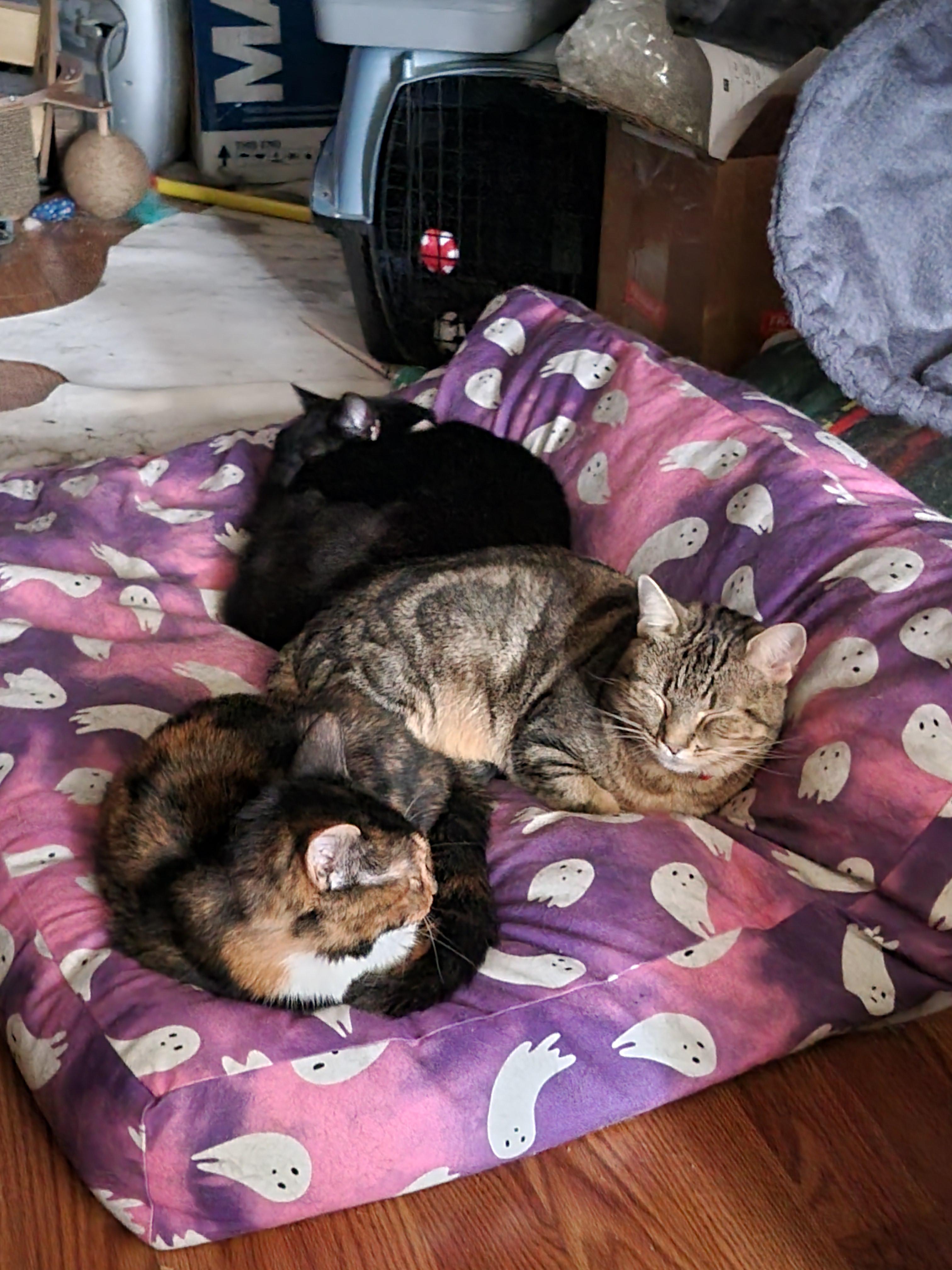 Enlarge Junior, a Adoptable mixed breed in Hershey, PA image 3/6