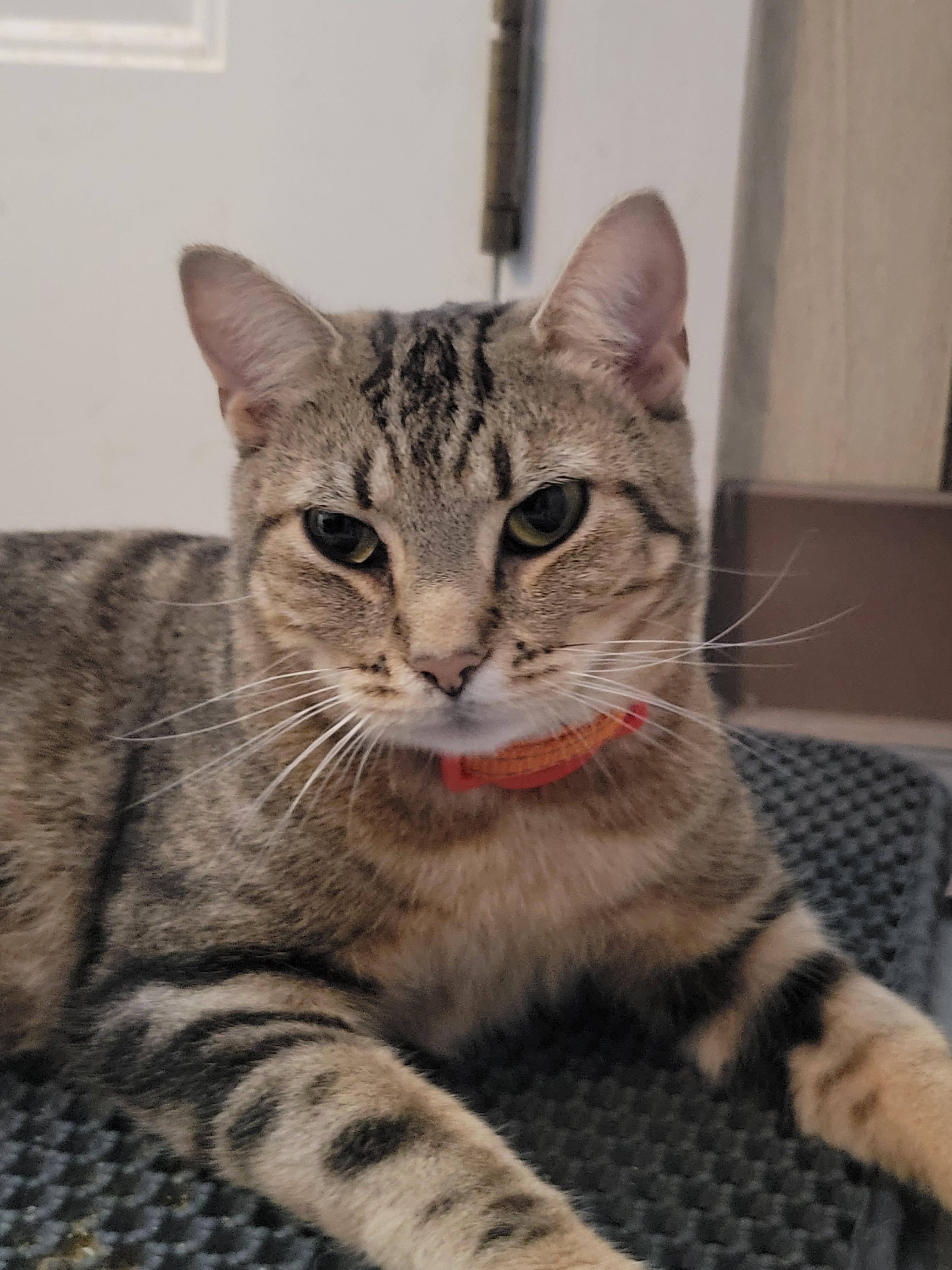 Enlarge Junior, a Adoptable mixed breed in Hershey, PA image 4/6