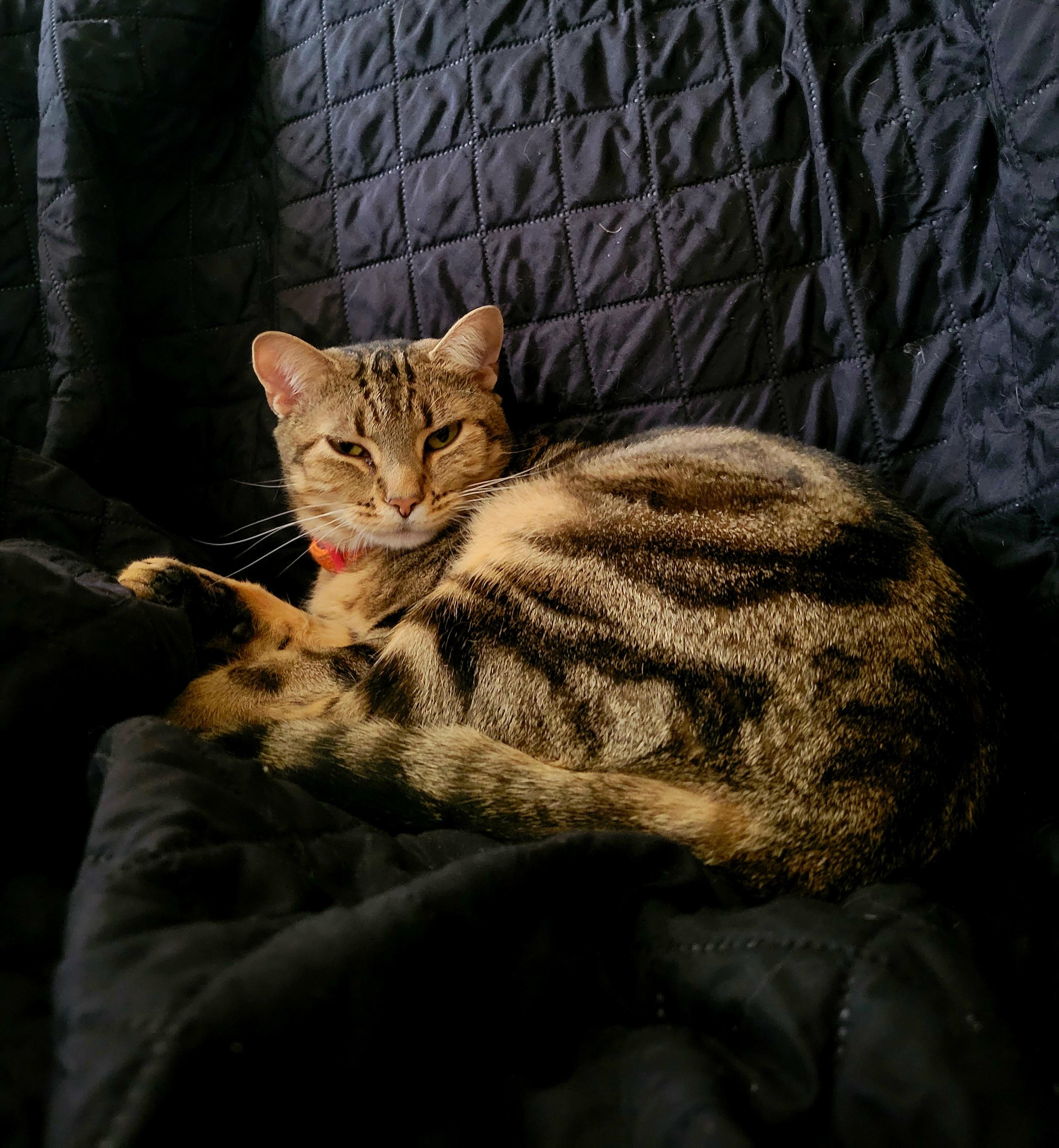 Enlarge Junior, a Adoptable mixed breed in Hershey, PA image 5/6