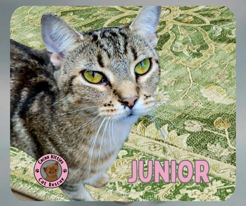 Enlarge Junior, a Adoptable mixed breed in Hershey, PA image 2/6