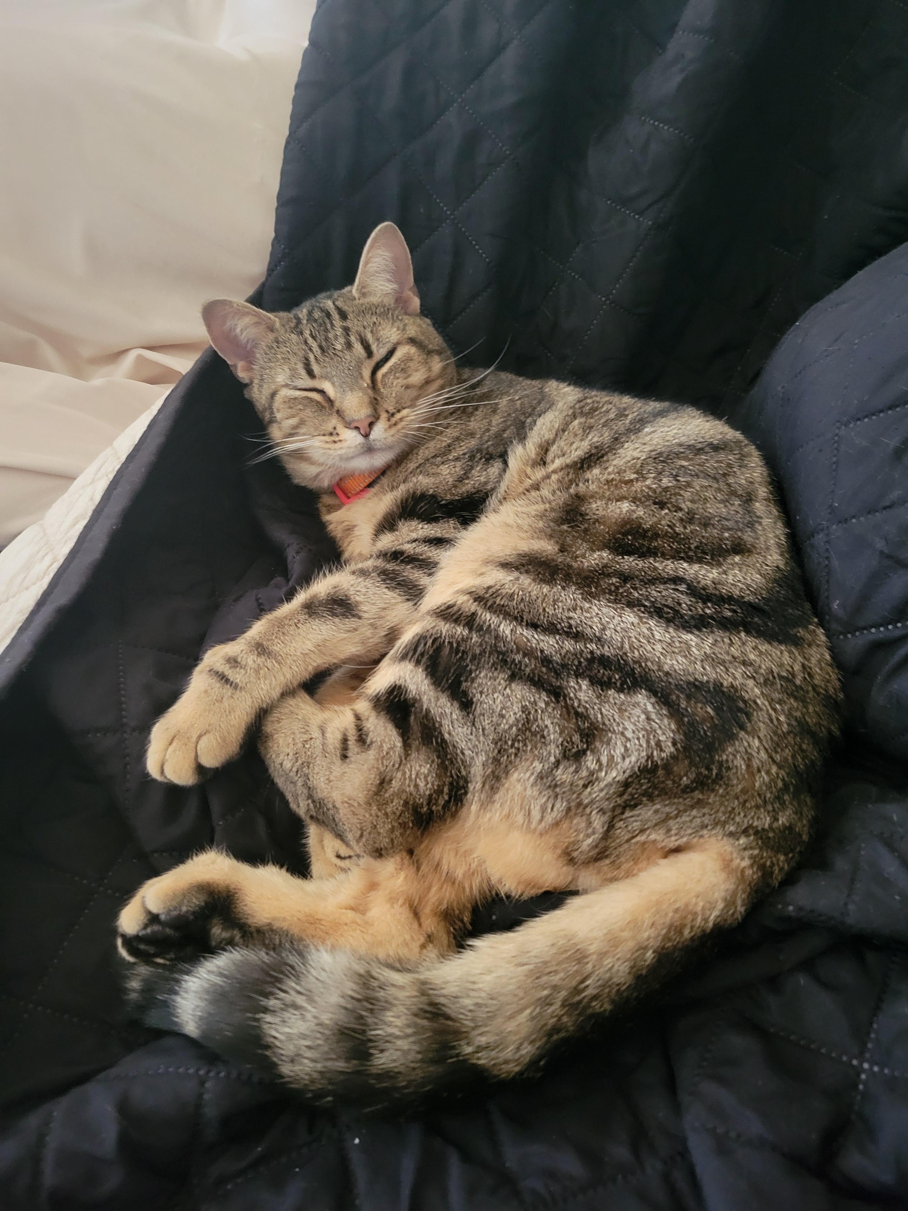 Enlarge Junior, a Adoptable mixed breed in Hershey, PA image 6/6