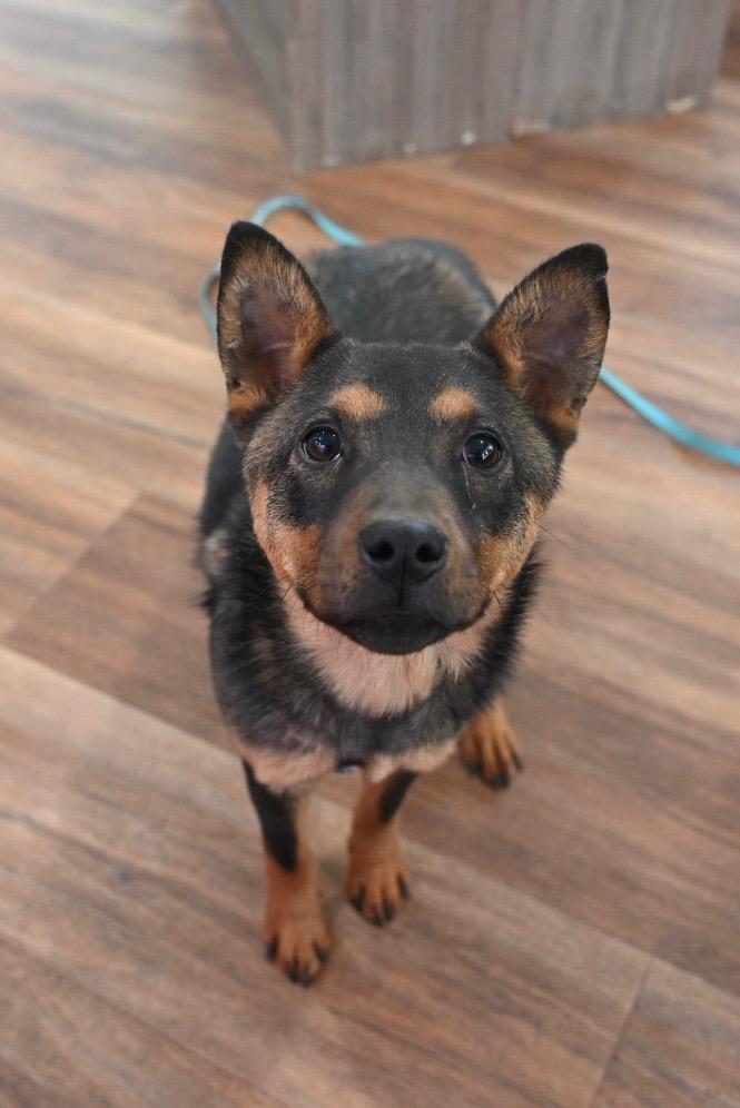 Sophie, a Adoptable mixed breed in Coatesville, PA image 3/6