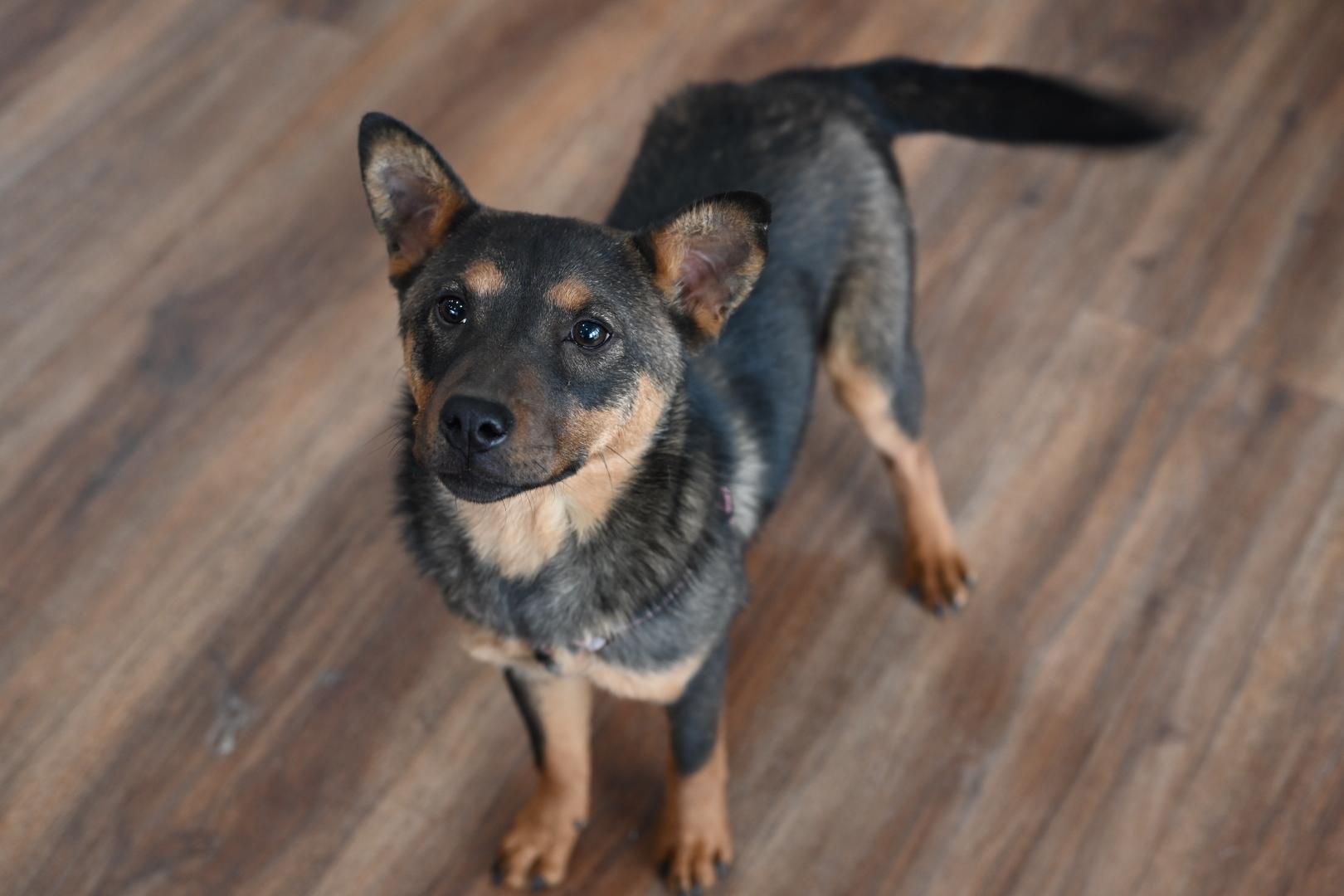 Sophie, a Adoptable mixed breed in Coatesville, PA image 5/6