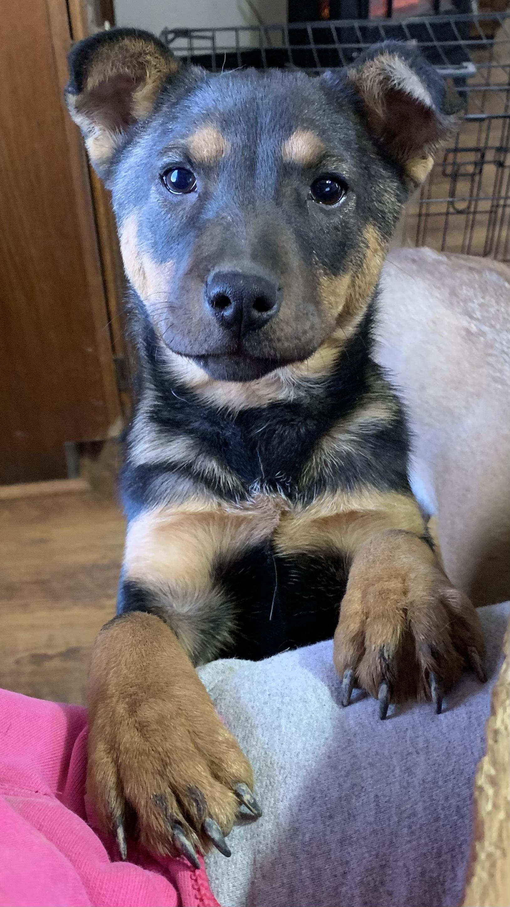 Sophie, a Adoptable mixed breed in Coatesville, PA image 2/6