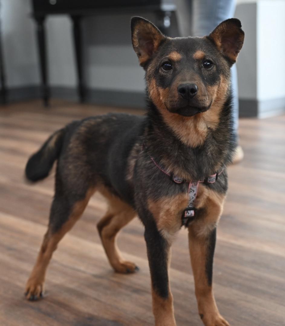 Sophie, a Adoptable mixed breed in Coatesville, PA image 6/6