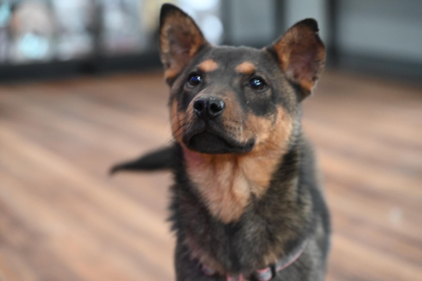 Sophie, a Adoptable mixed breed in Coatesville, PA image 4/6