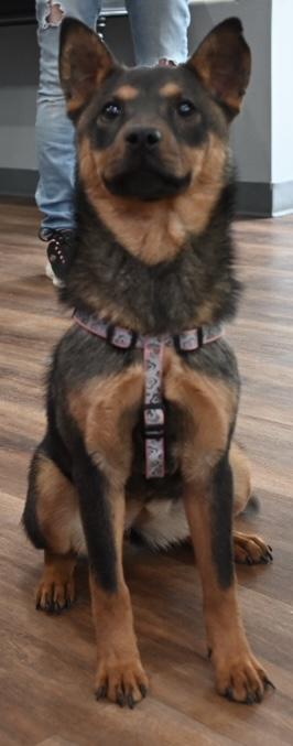 Sophie, Baby Female German Shepherd Dog