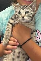 Enlarge Beebol, an adopted Domestic Short Hair in Sayreville, NJ image 1/1
