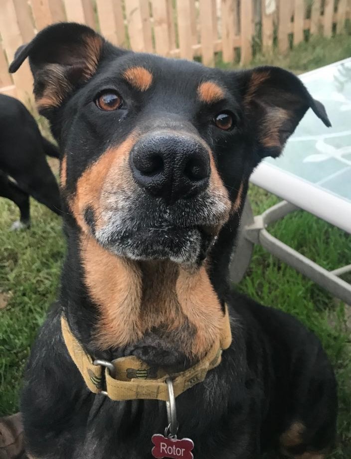 Boris, Adult Male Rottweiler
