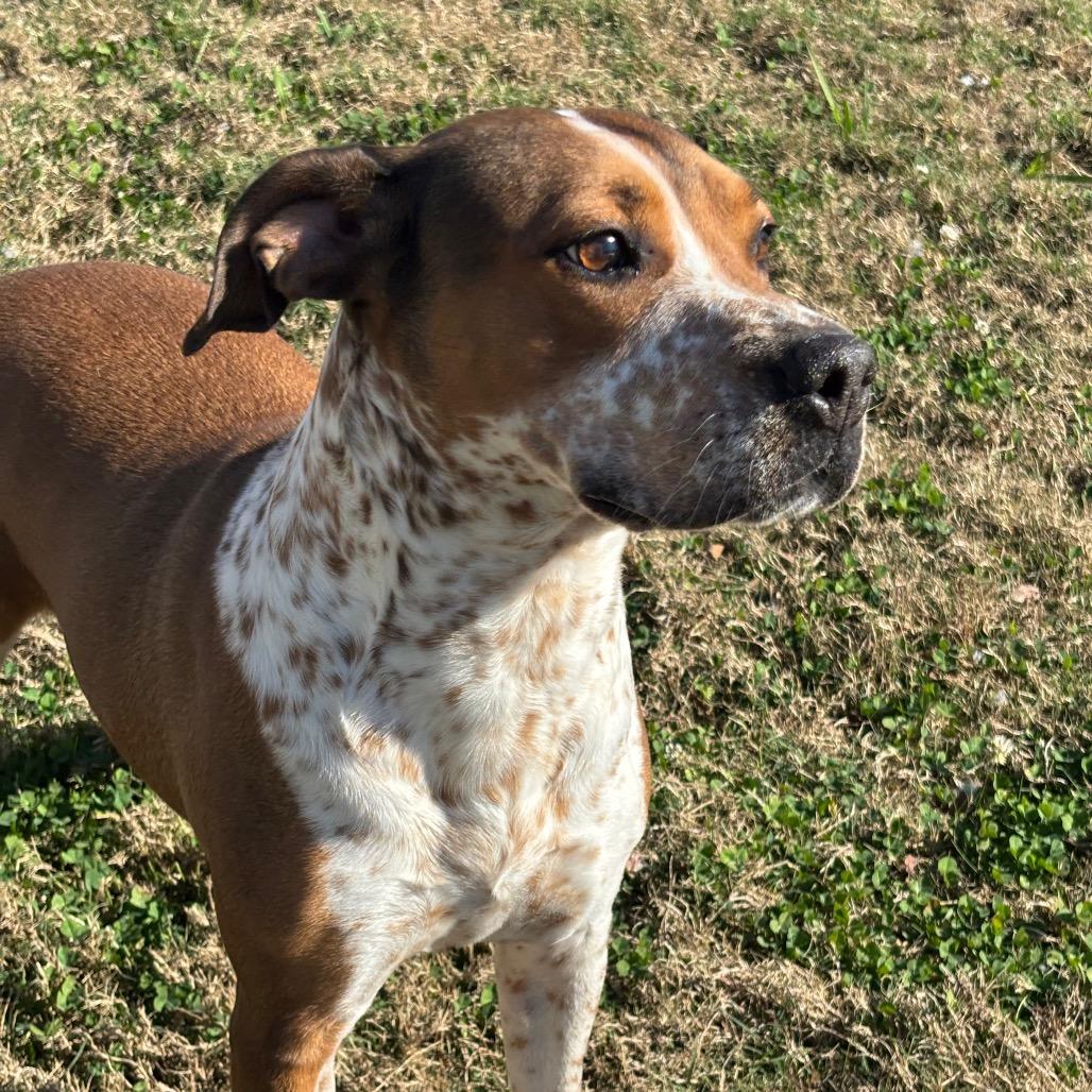 Molly, Adoptable, Adult Female Mixed Breed & Mixed Breed.