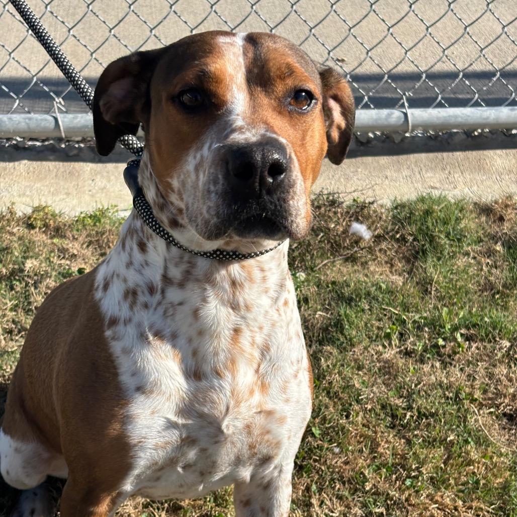 Enlarge Molly, a Adoptable mixed breed in League City, TX image 2/5