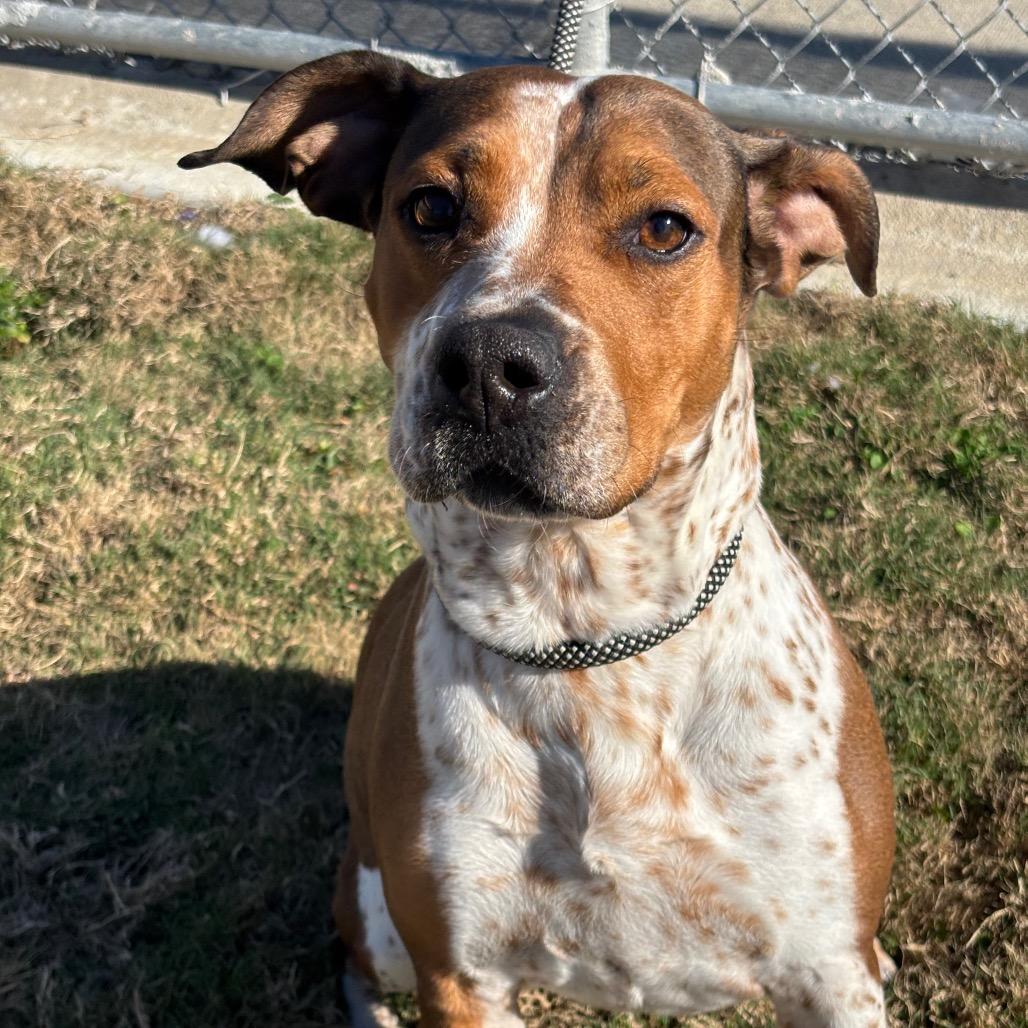 Enlarge Molly, a Adoptable mixed breed in League City, TX image 3/5