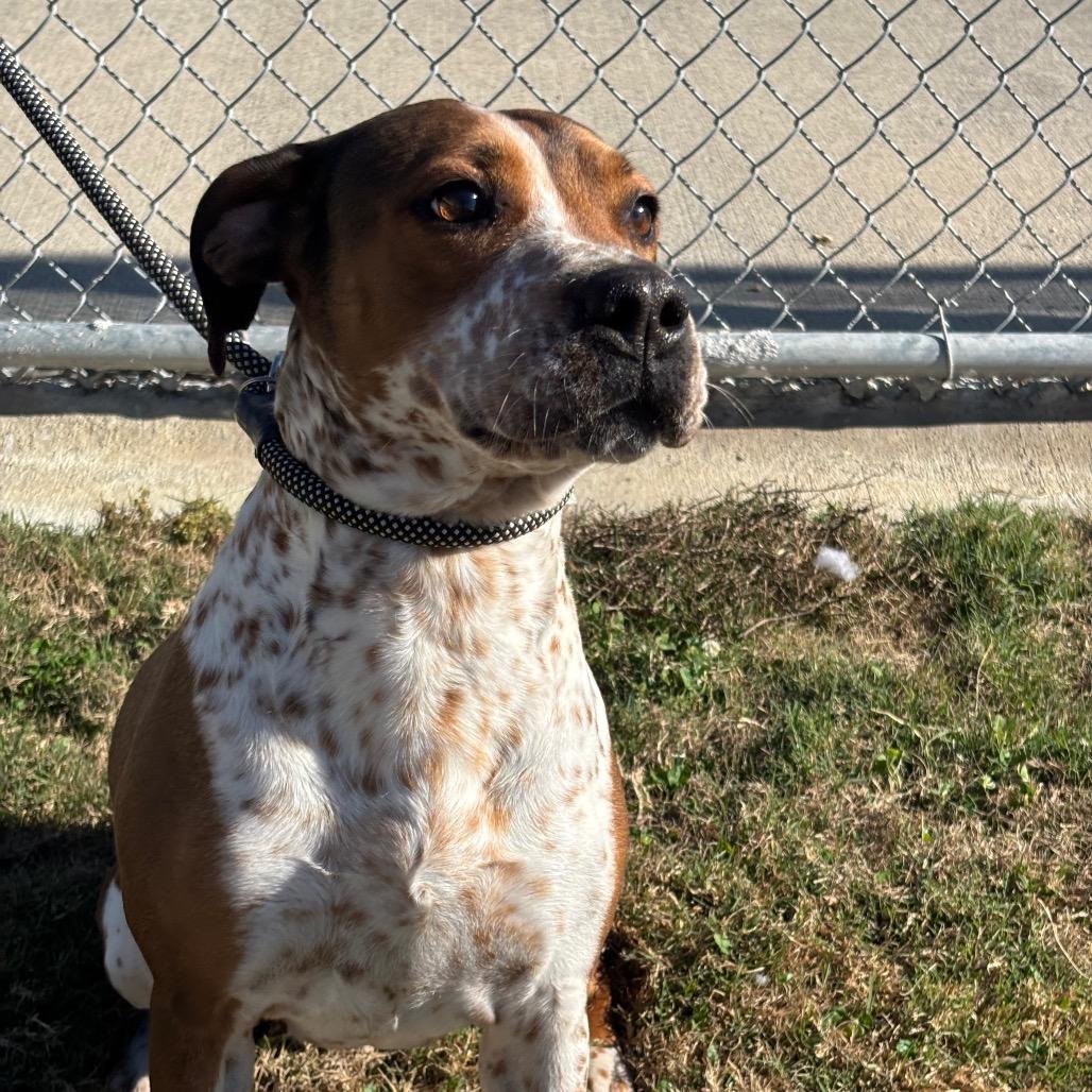 Enlarge Molly, a Adoptable mixed breed in League City, TX image 5/5