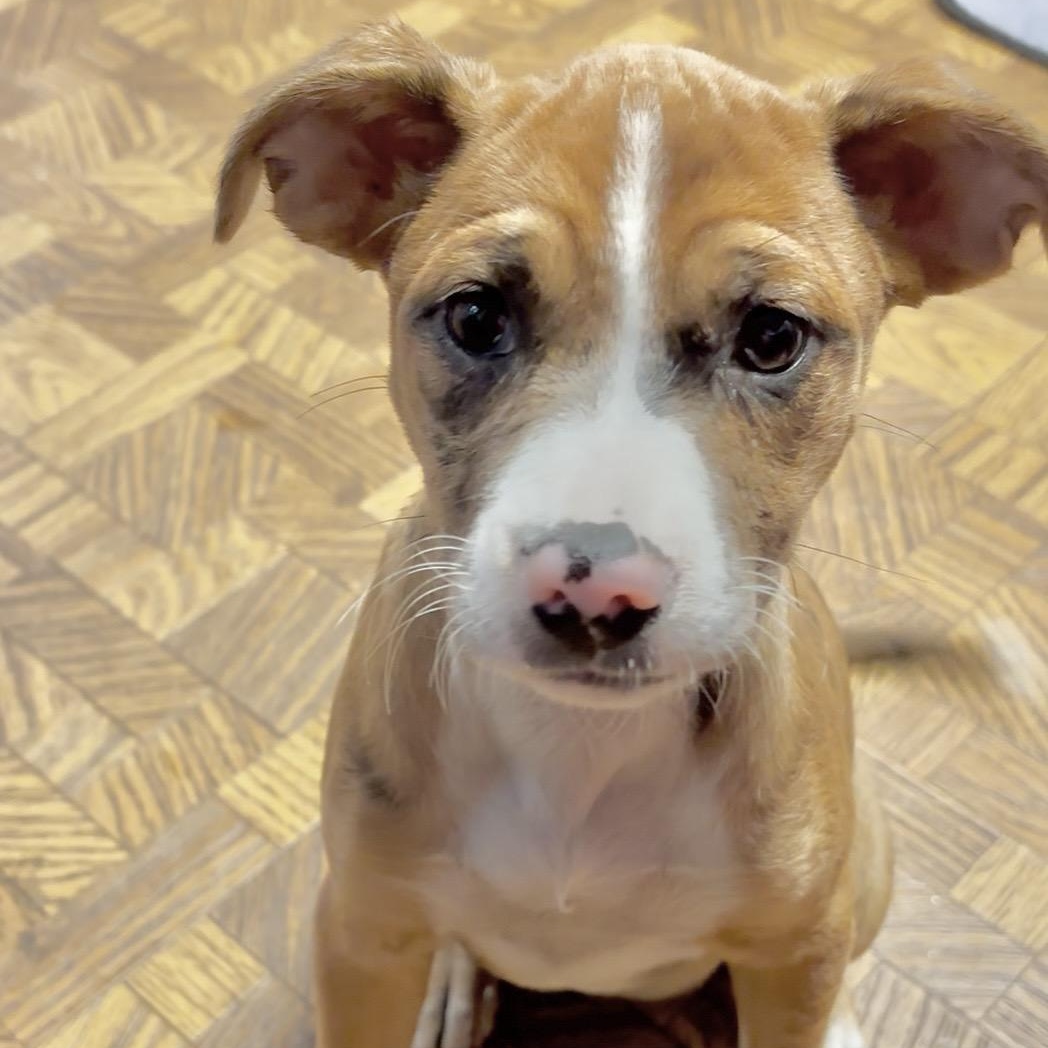 Jeanette, an adopted mixed breed in Columbia, MD image 2/4