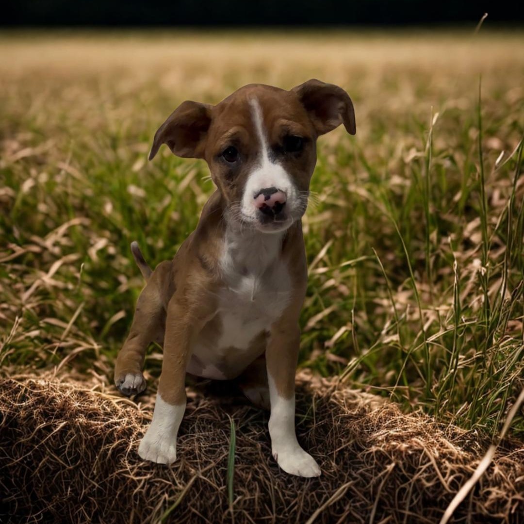 Jeanette, an adopted mixed breed in Columbia, MD image 3/4