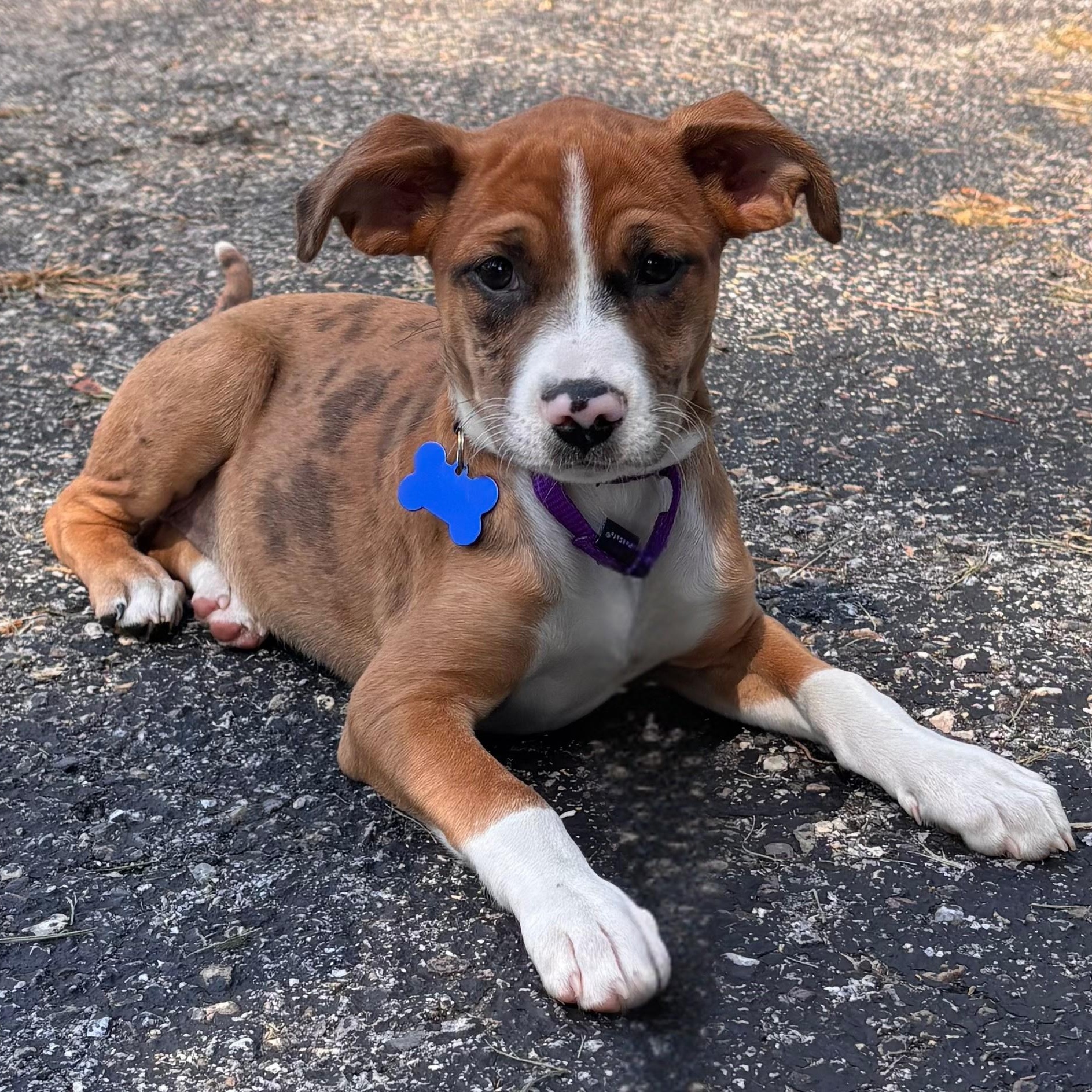 Jeanette, adopted, Puppy Female Mixed Breed & Hound.