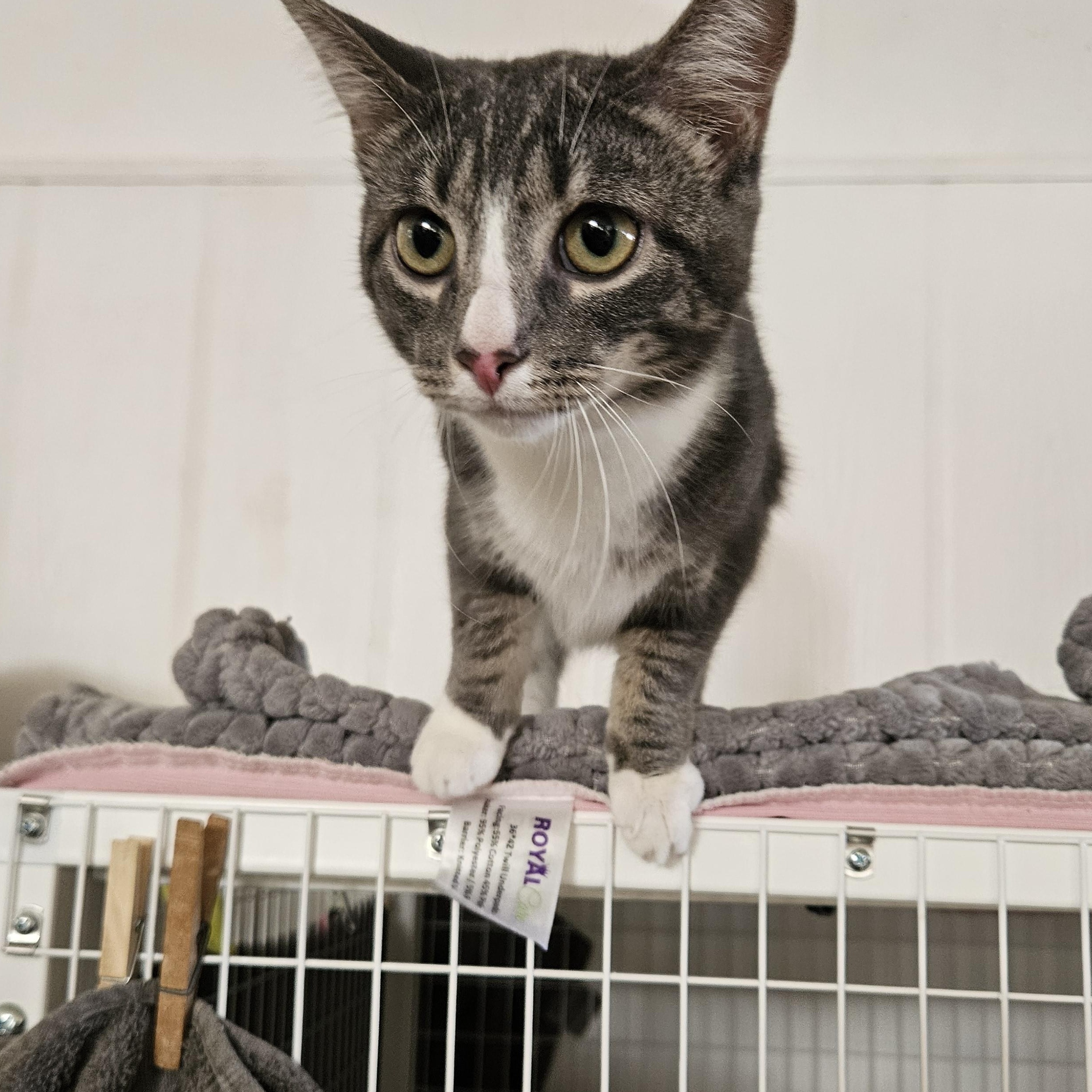 Tootsie , ADOPTABLE, Young Female Domestic Short Hair.