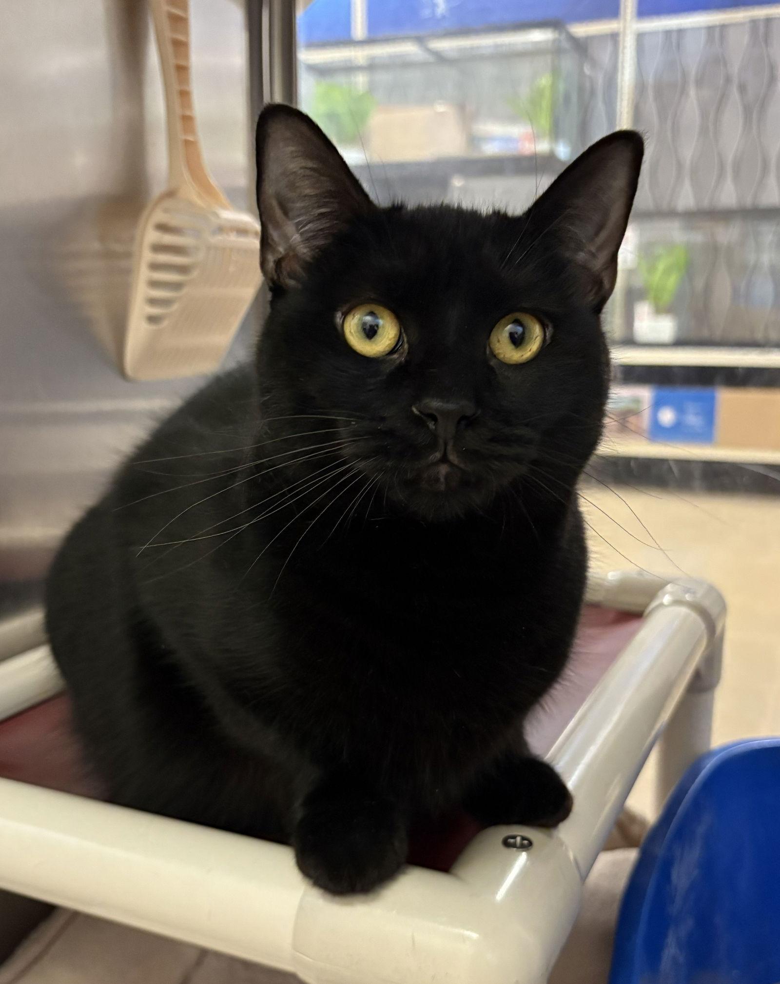 Periwinkle — thumbnail 2