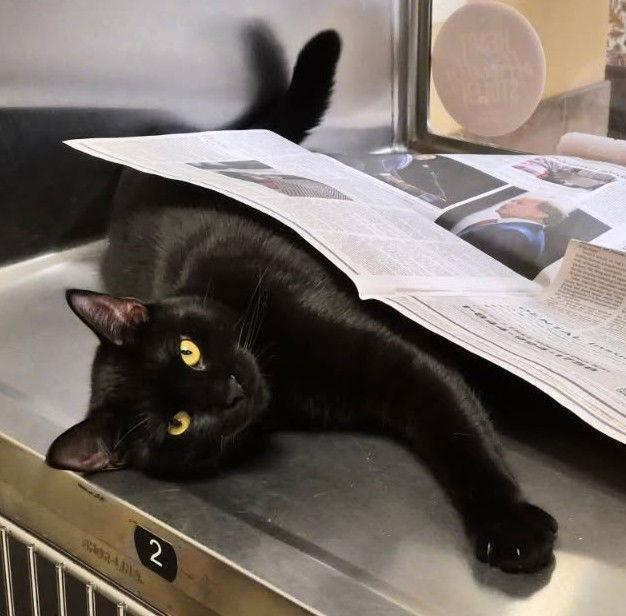 Periwinkle — thumbnail 3