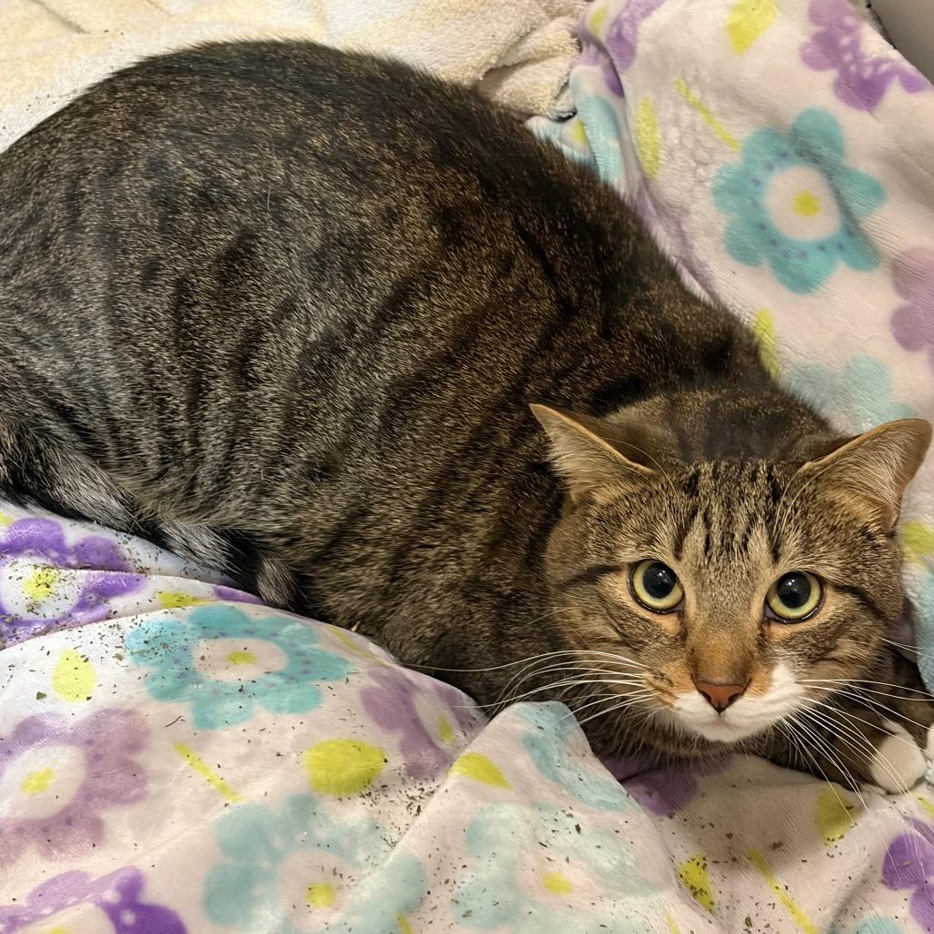 Smokey, Adoptable, Adult Male Domestic Short Hair.