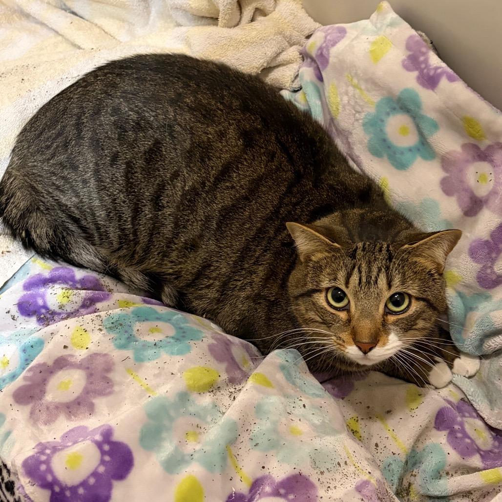 Enlarge Smokey, a Adoptable Domestic Short Hair in Waldorf, MD image 2/6