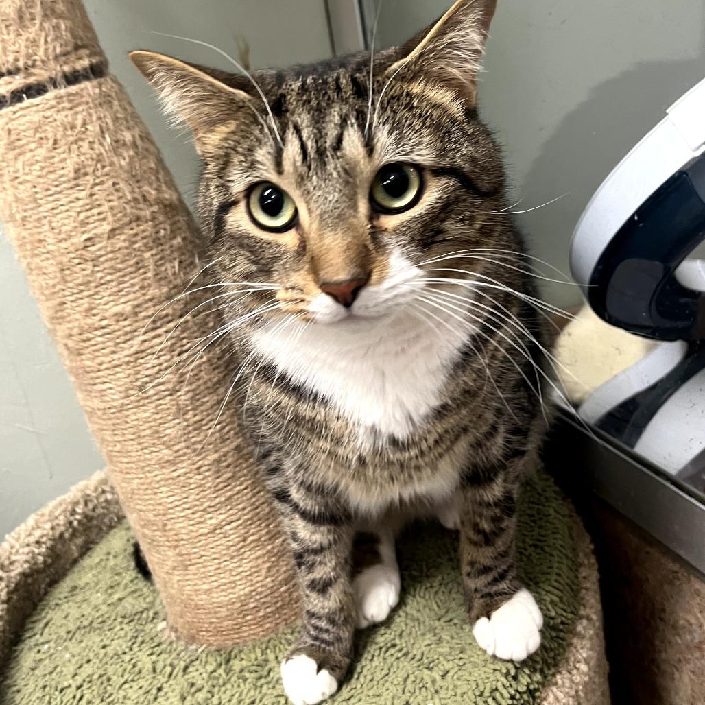 Enlarge Smokey, a Adoptable Domestic Short Hair in Waldorf, MD image 3/6