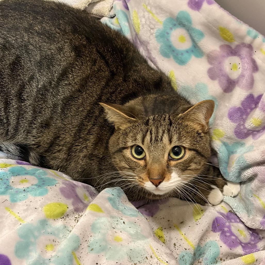 Enlarge Smokey, a Adoptable Domestic Short Hair in Waldorf, MD image 5/6