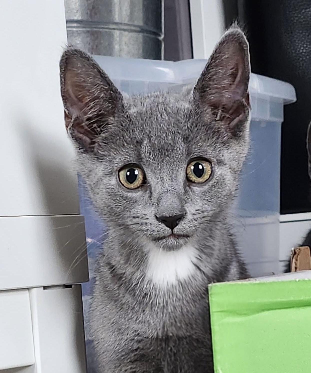 Enlarge Luca, a ADOPTABLE Domestic Short Hair in Breinigsville, PA image 1/1