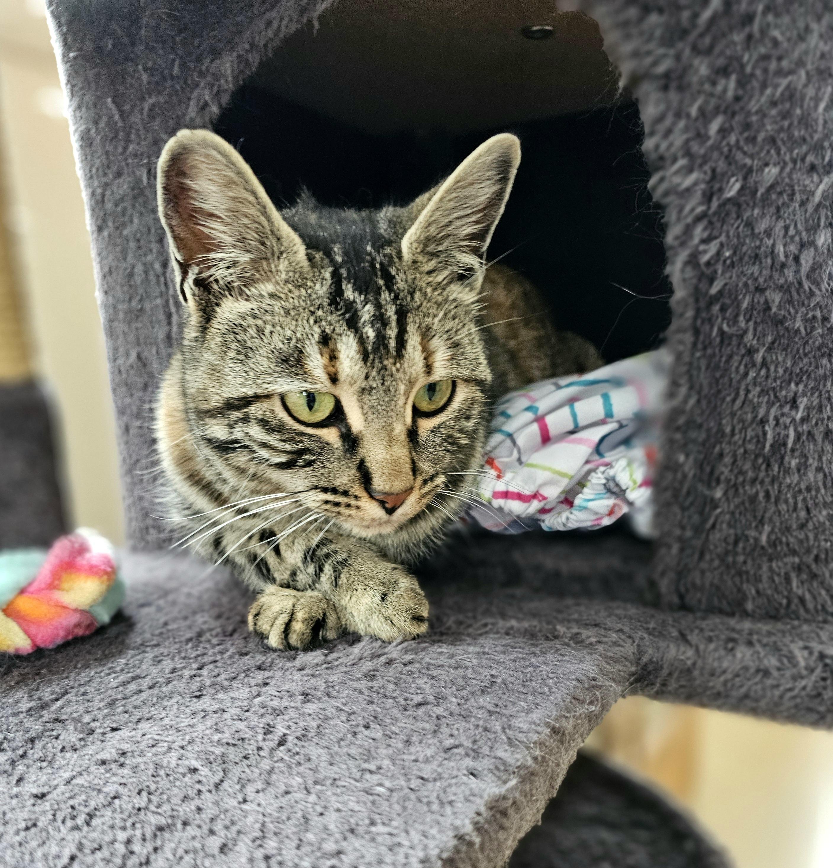 Enlarge Lucky Lady, a ADOPTABLE Domestic Short Hair in Pinedale, WY image 2/6