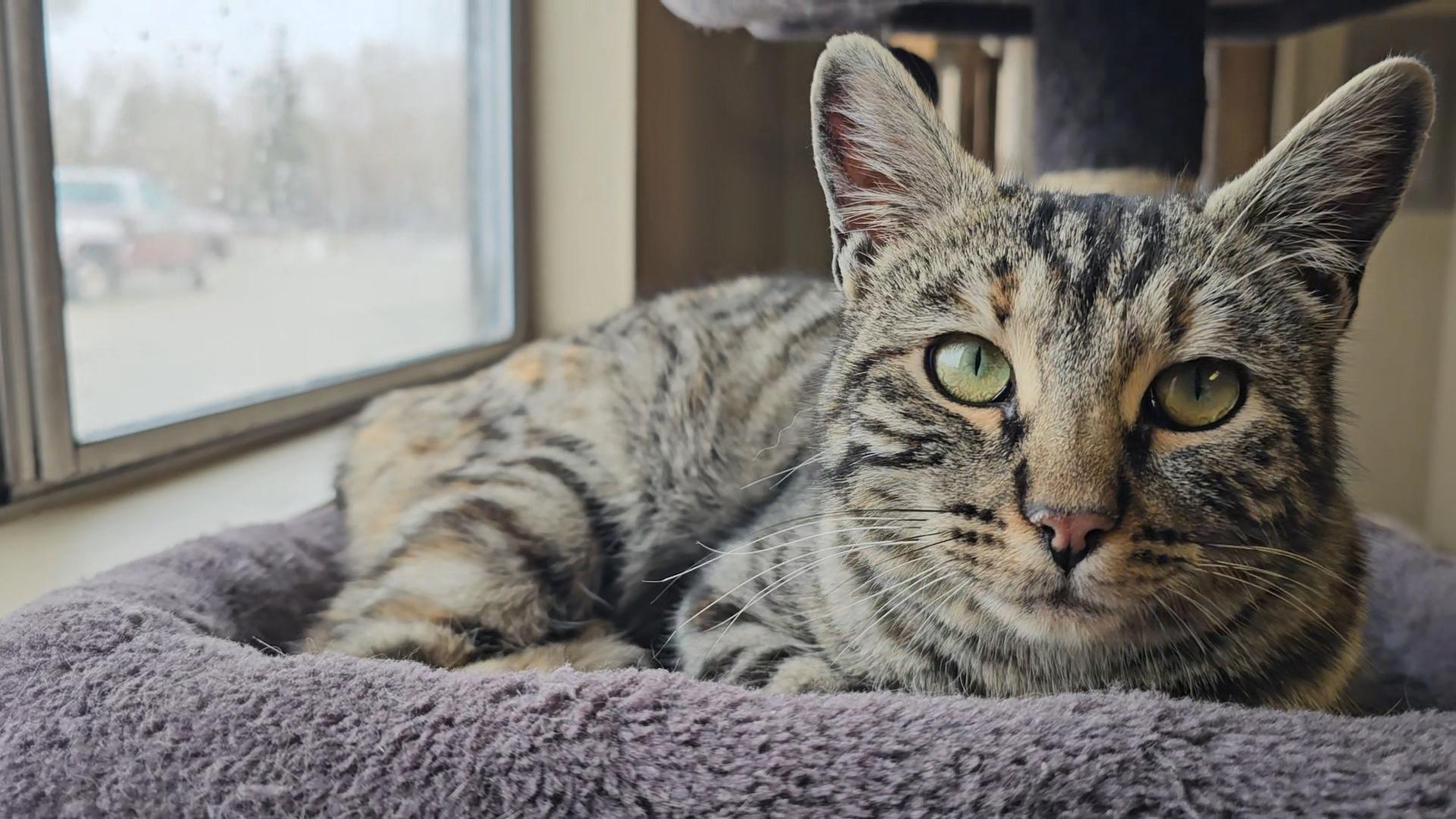 Enlarge Lucky Lady, a ADOPTABLE Domestic Short Hair in Pinedale, WY image 3/6
