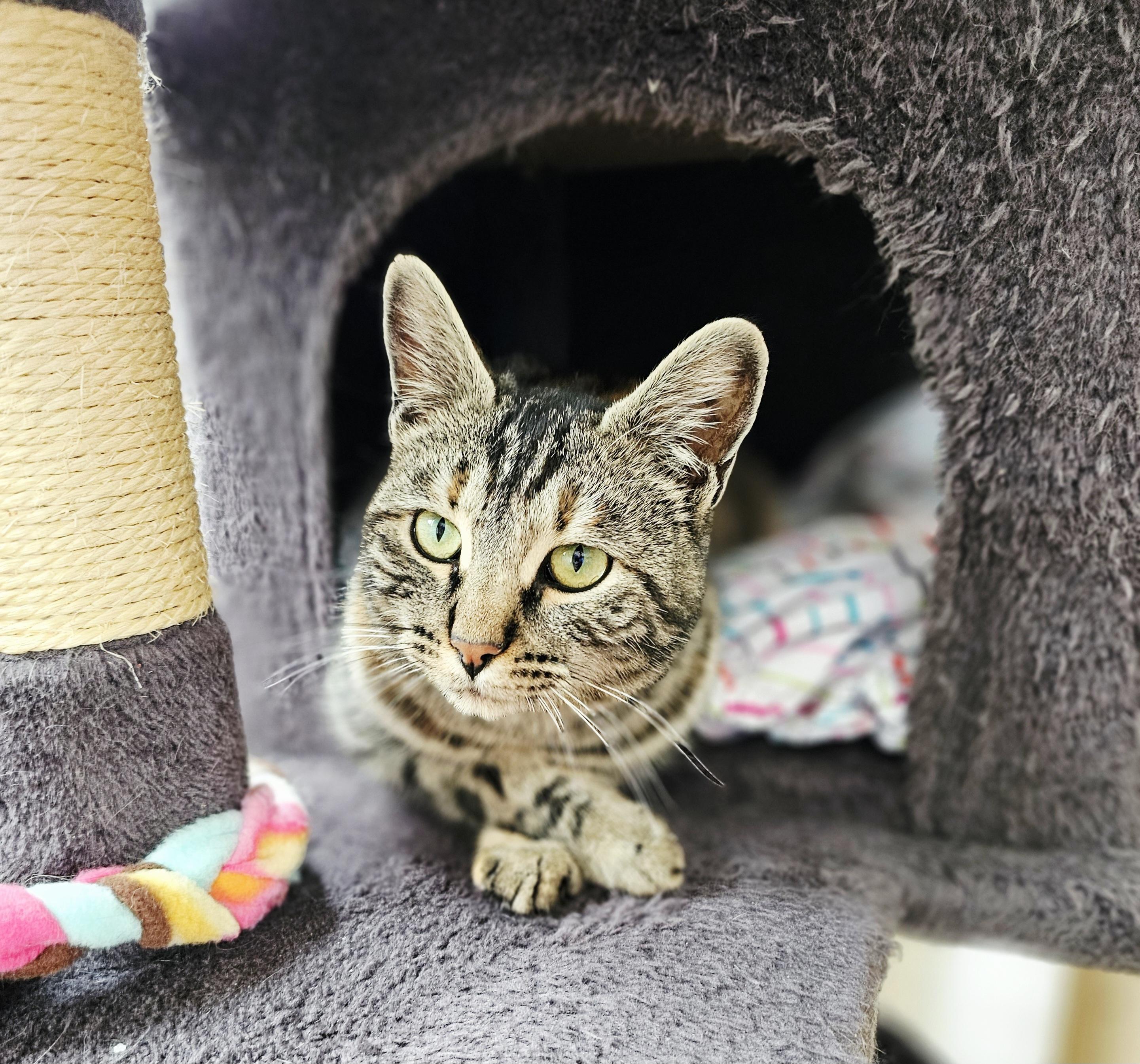 Enlarge Lucky Lady, a ADOPTABLE Domestic Short Hair in Pinedale, WY image 6/6