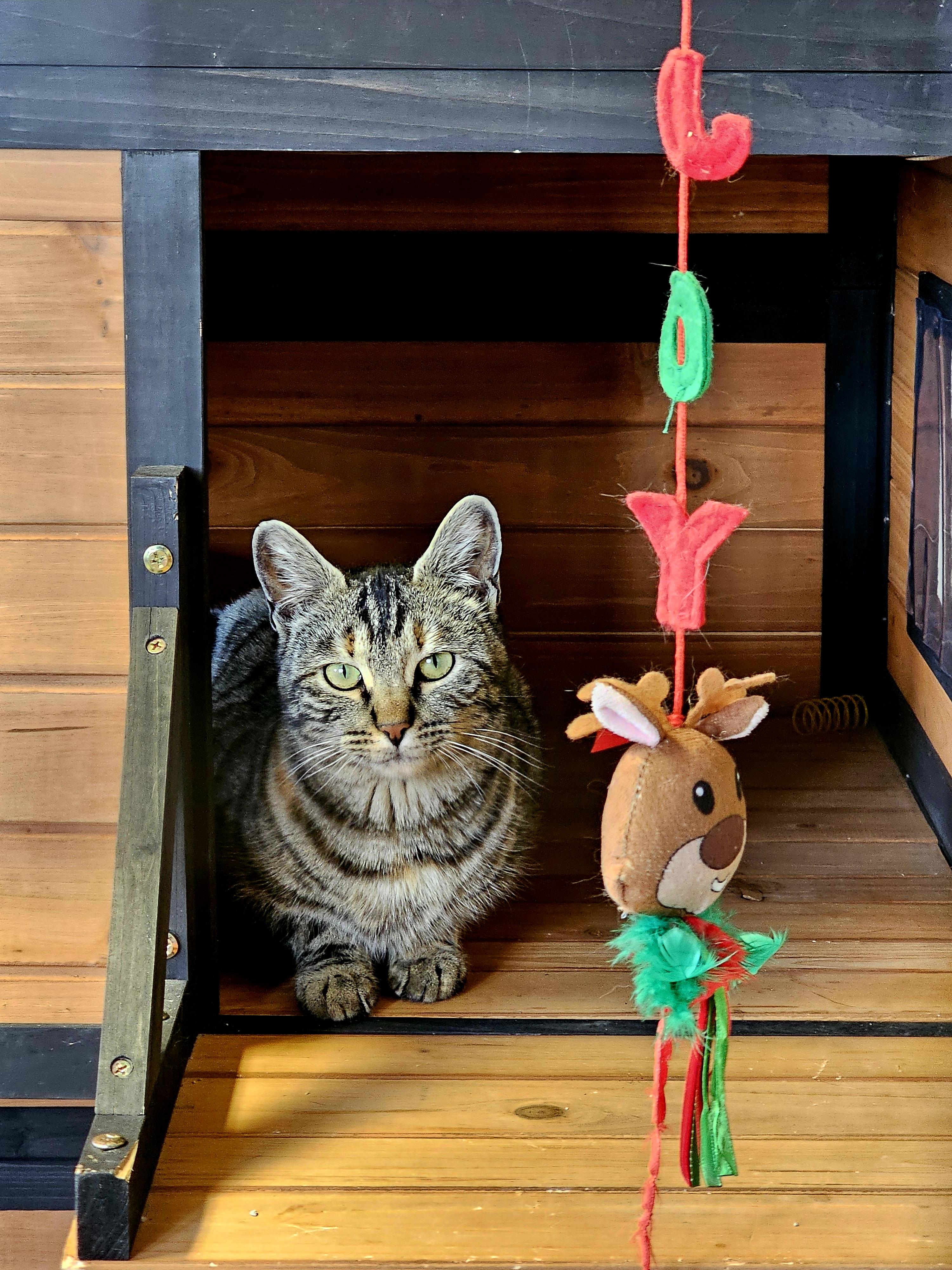 Enlarge Lucky Lady, a ADOPTABLE Domestic Short Hair in Pinedale, WY image 1/6