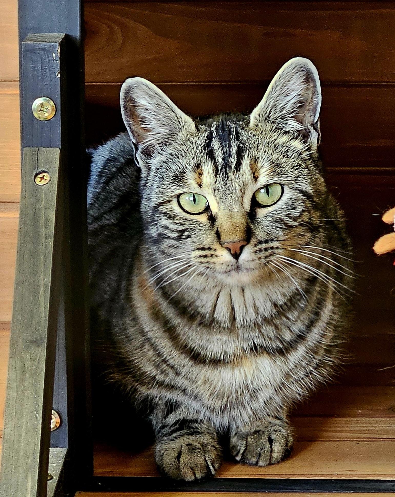 Lucky Lady, a ADOPTABLE Domestic Short Hair in Pinedale, WY image 1/5