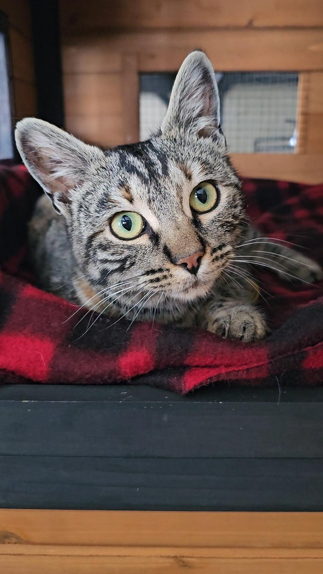 Enlarge Lucky Lady, a ADOPTABLE Domestic Short Hair in Pinedale, WY image 1/6