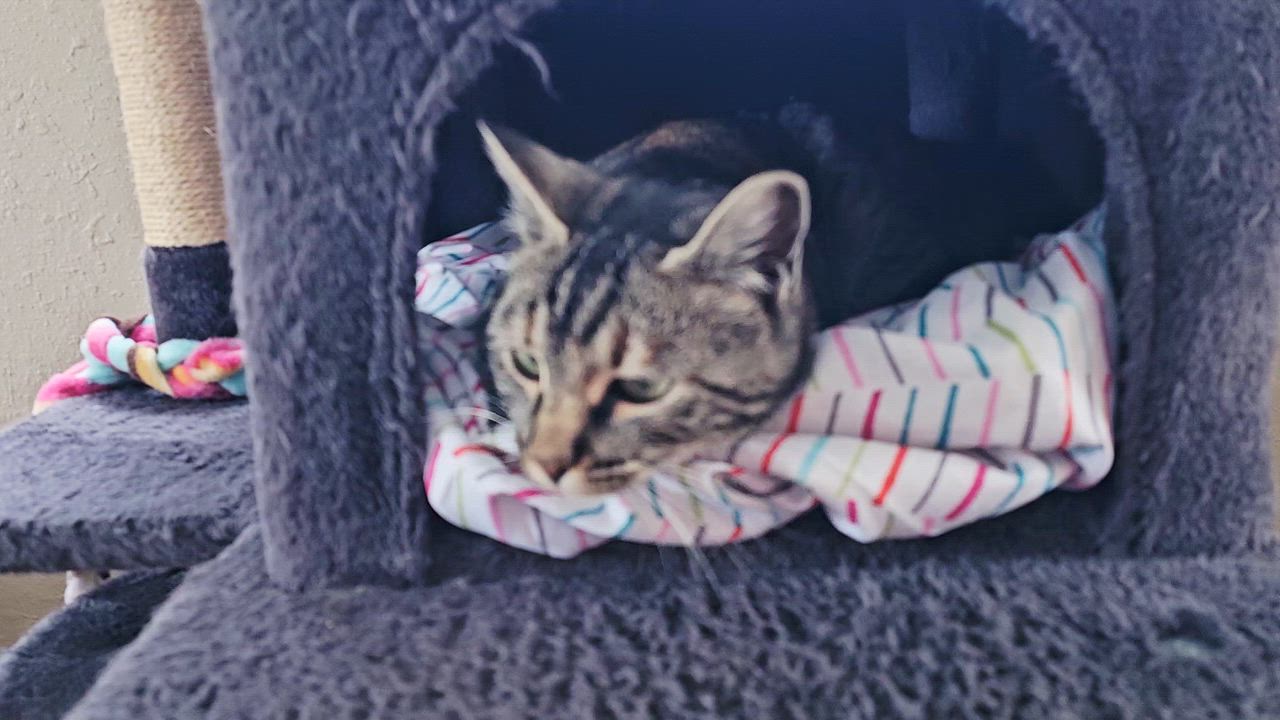 Enlarge Lucky Lady, a ADOPTABLE Domestic Short Hair in Pinedale, WY video 5/6