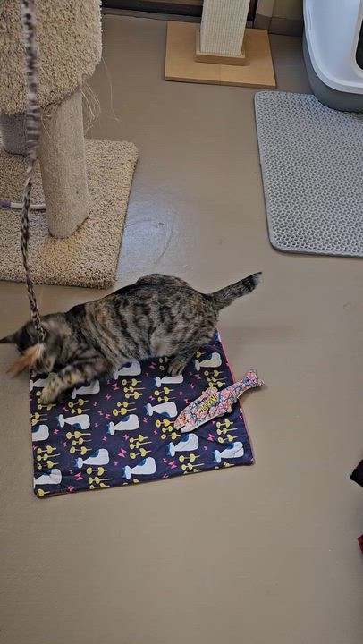 Enlarge Lucky Lady, a ADOPTABLE Domestic Short Hair in Pinedale, WY video 3/5