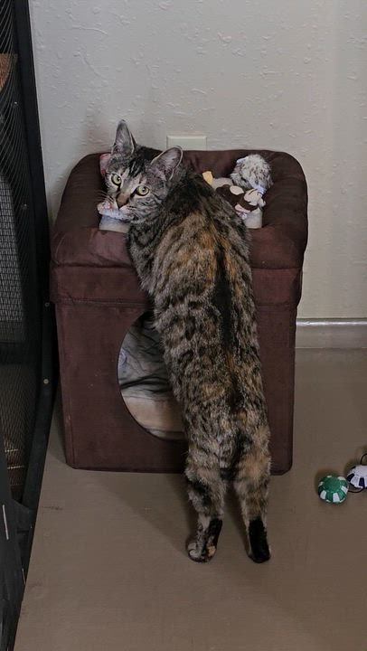 Enlarge Lucky Lady, a ADOPTABLE Domestic Short Hair in Pinedale, WY video 4/5