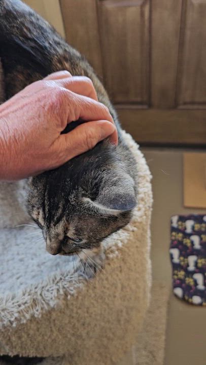 Enlarge Lucky Lady, a ADOPTABLE Domestic Short Hair in Pinedale, WY video 5/5