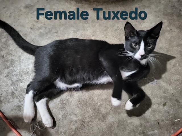 Enlarge Keona, a Adoptable mixed breed in Brenham, TX image 2/3