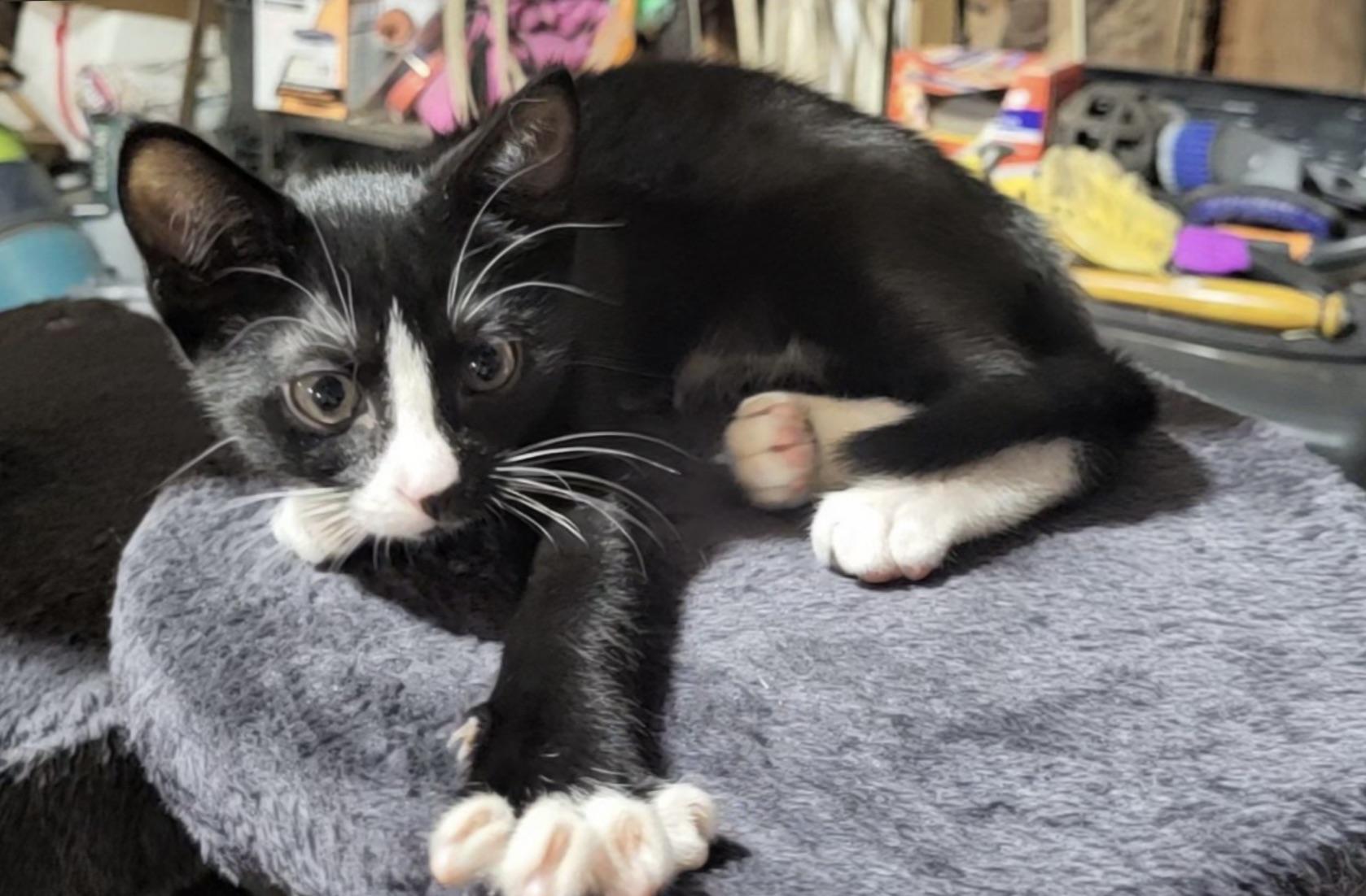 Enlarge Keona, a Adoptable mixed breed in Brenham, TX image 3/3