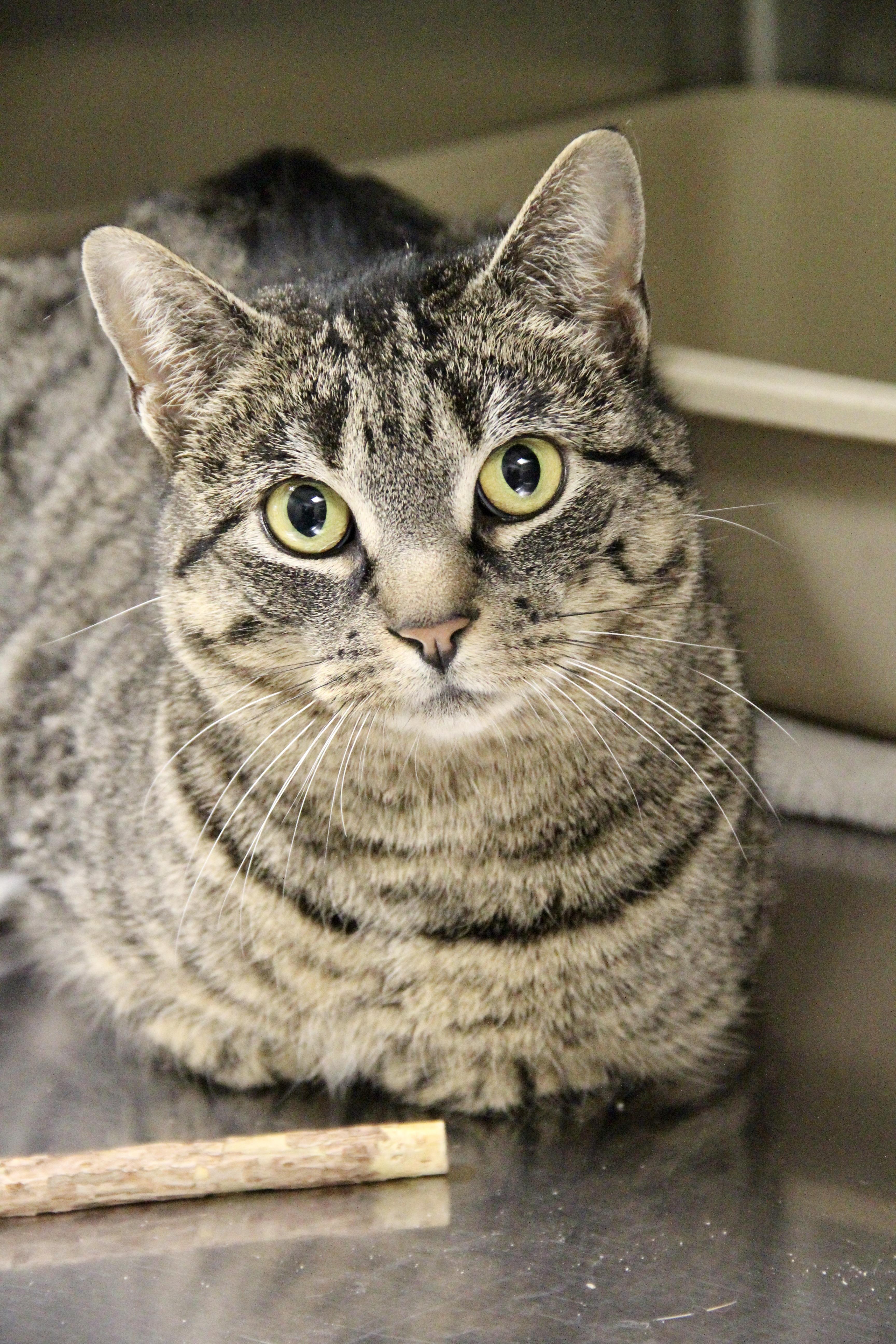 Margo, ADOPTABLE, Adult Female Domestic Short Hair.