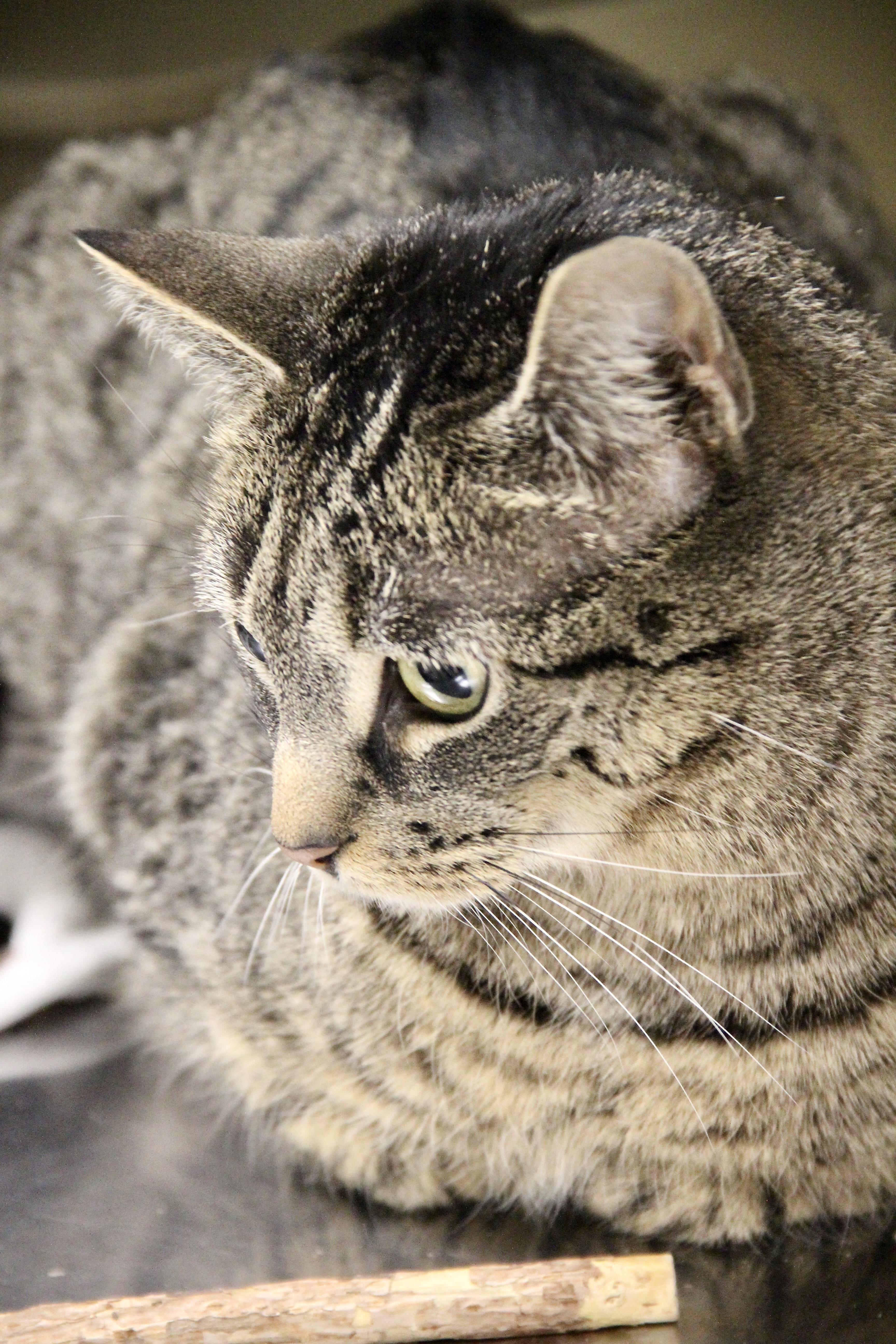 Margo, a ADOPTABLE Domestic Short Hair in Warwick, RI image 2/2