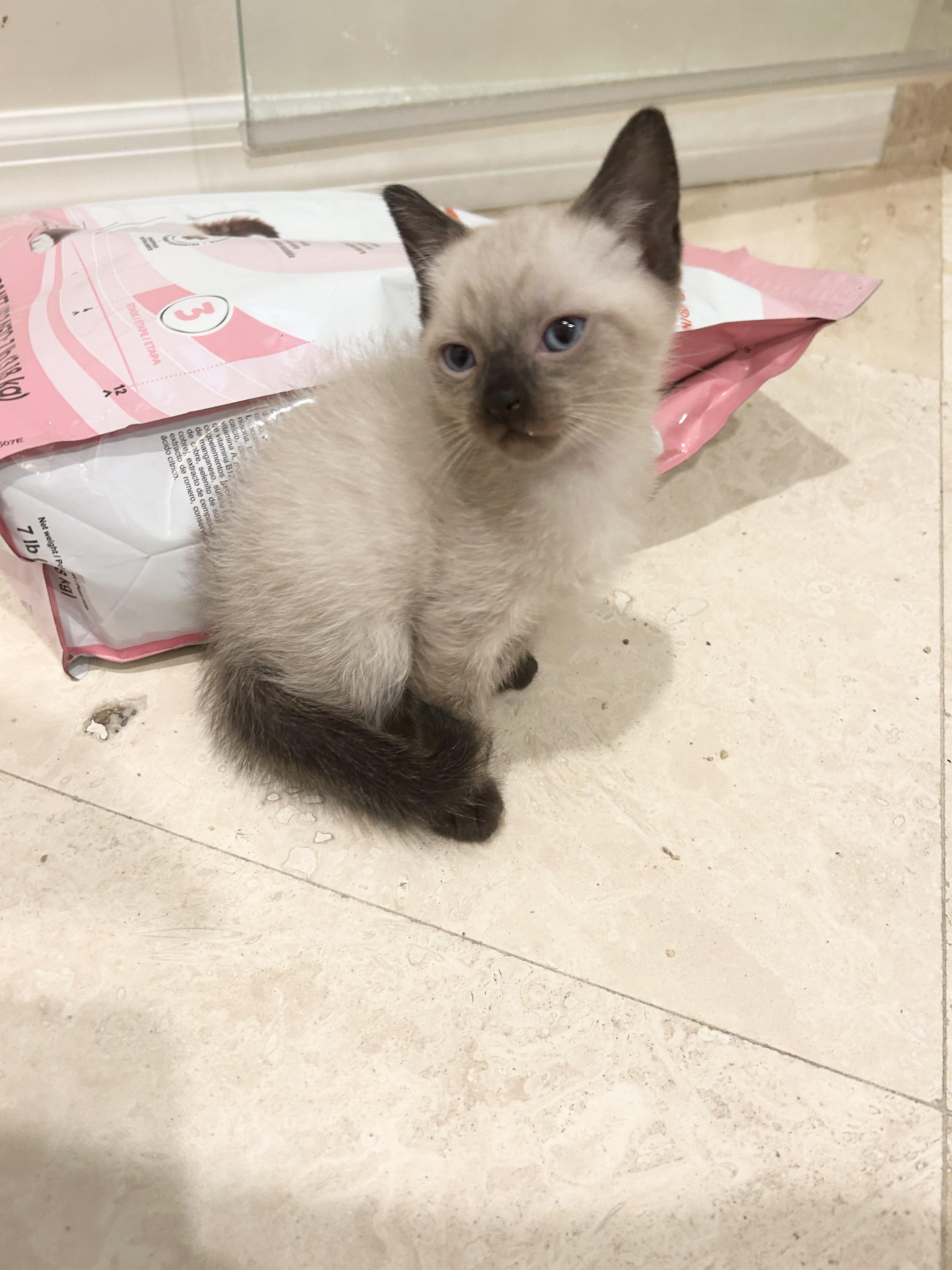 Enlarge Lupine, a Adoptable Siamese in Bradenton, FL image 2/4