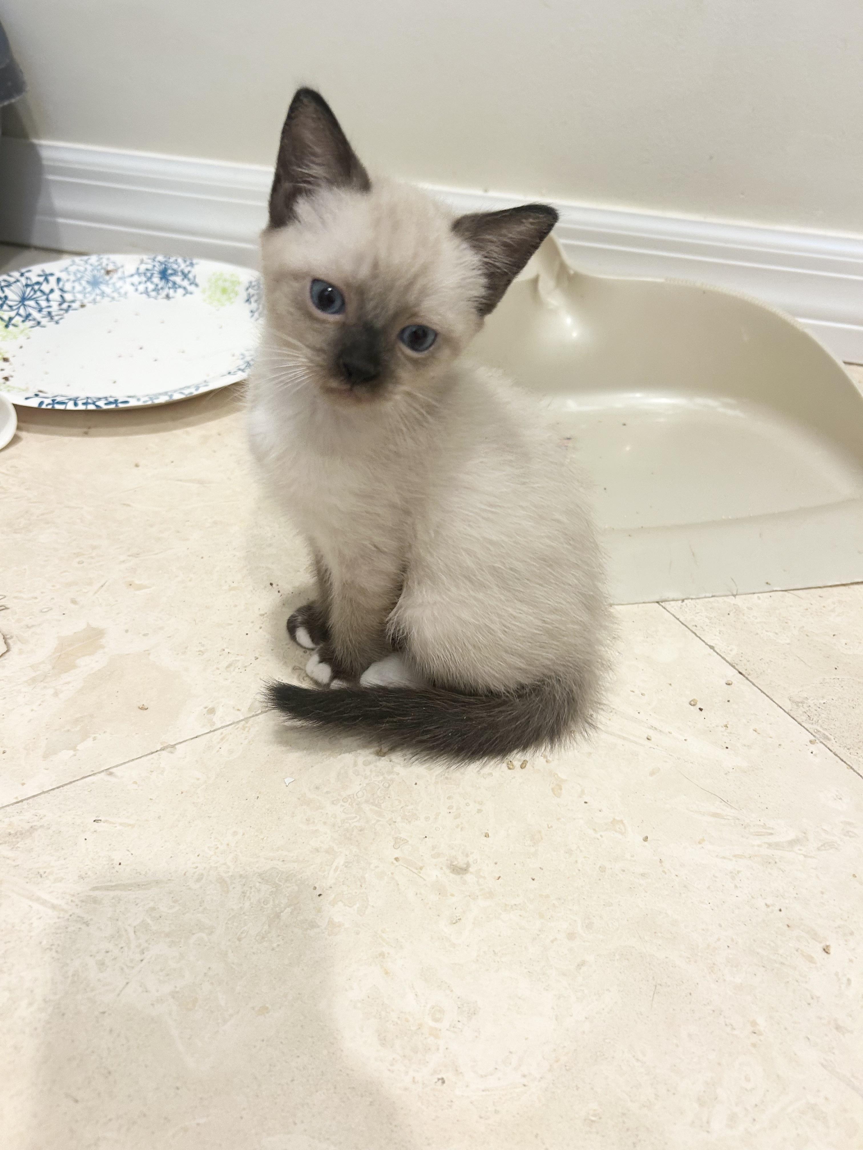 Lupine, Adoptable, Kitten Male Siamese.