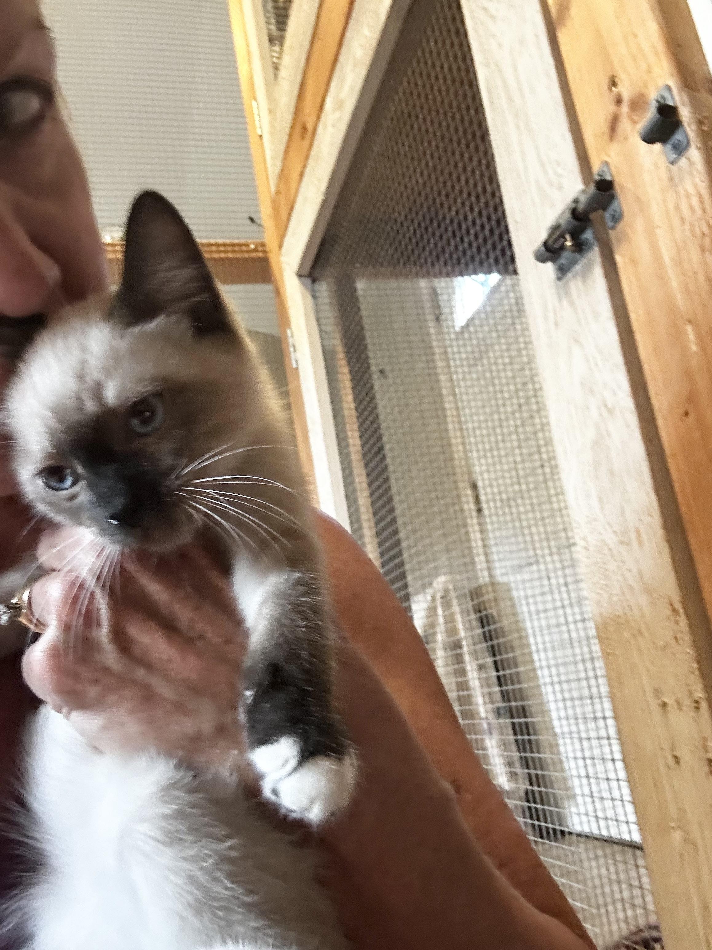 Enlarge Lupine, a Adoptable Siamese in Bradenton, FL image 3/4