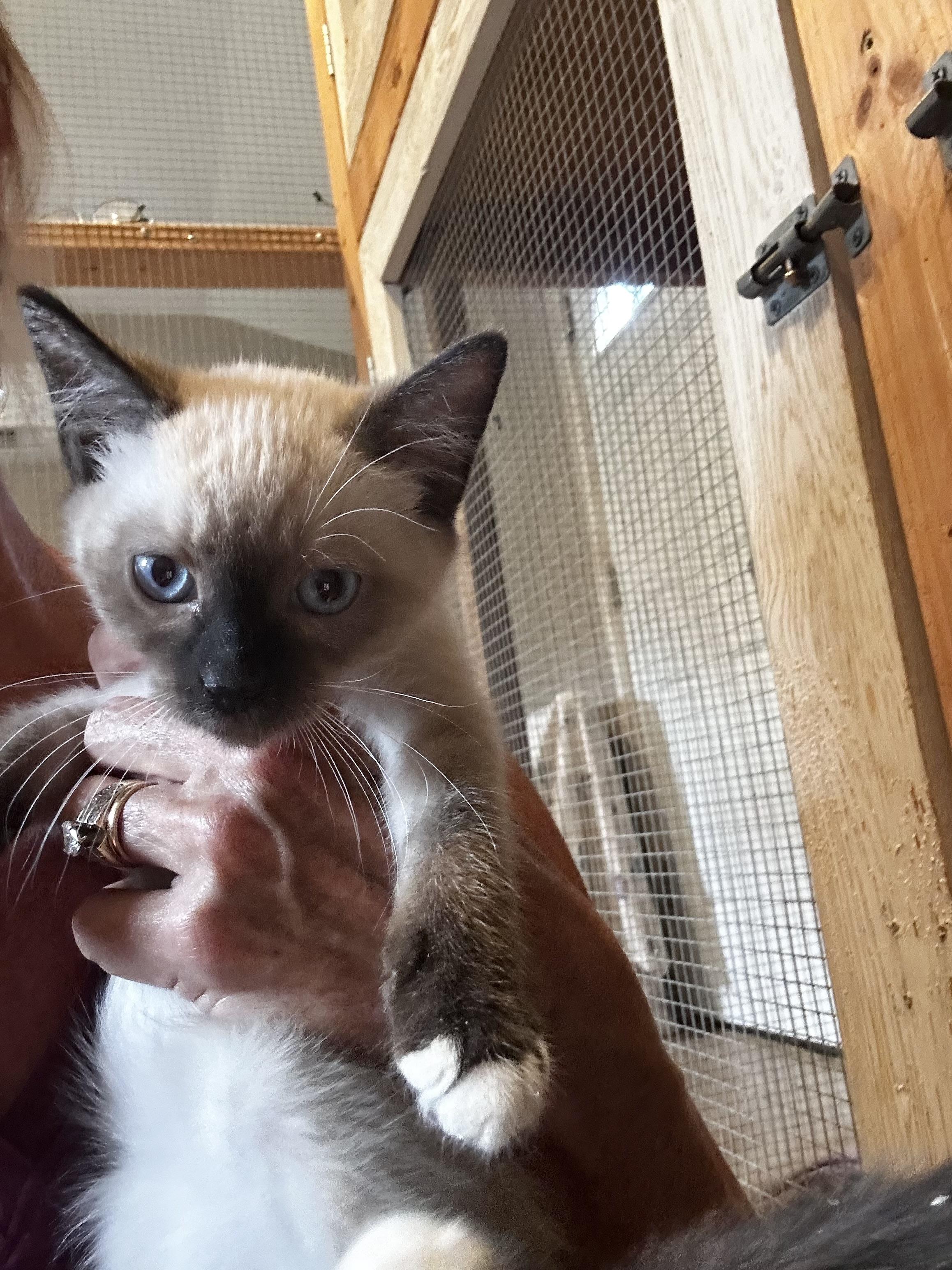 Enlarge Lupine, a Adoptable Siamese in Bradenton, FL image 4/4